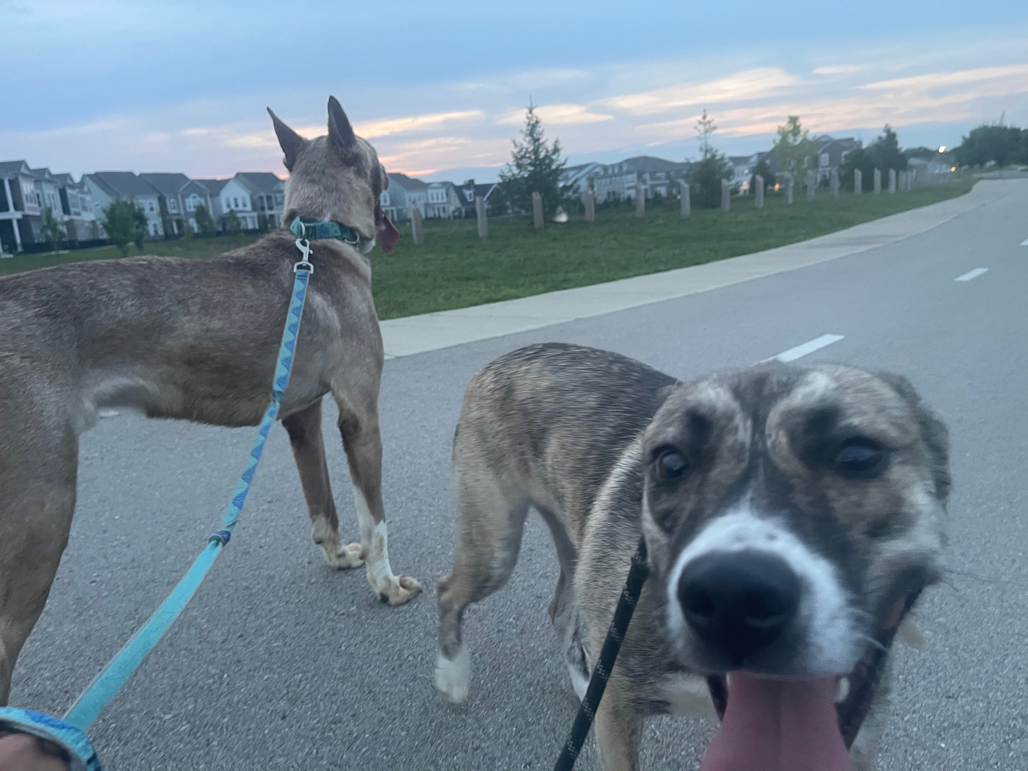 Help Reunite Two Dogs with  Mom campaign photo, 4 of 8