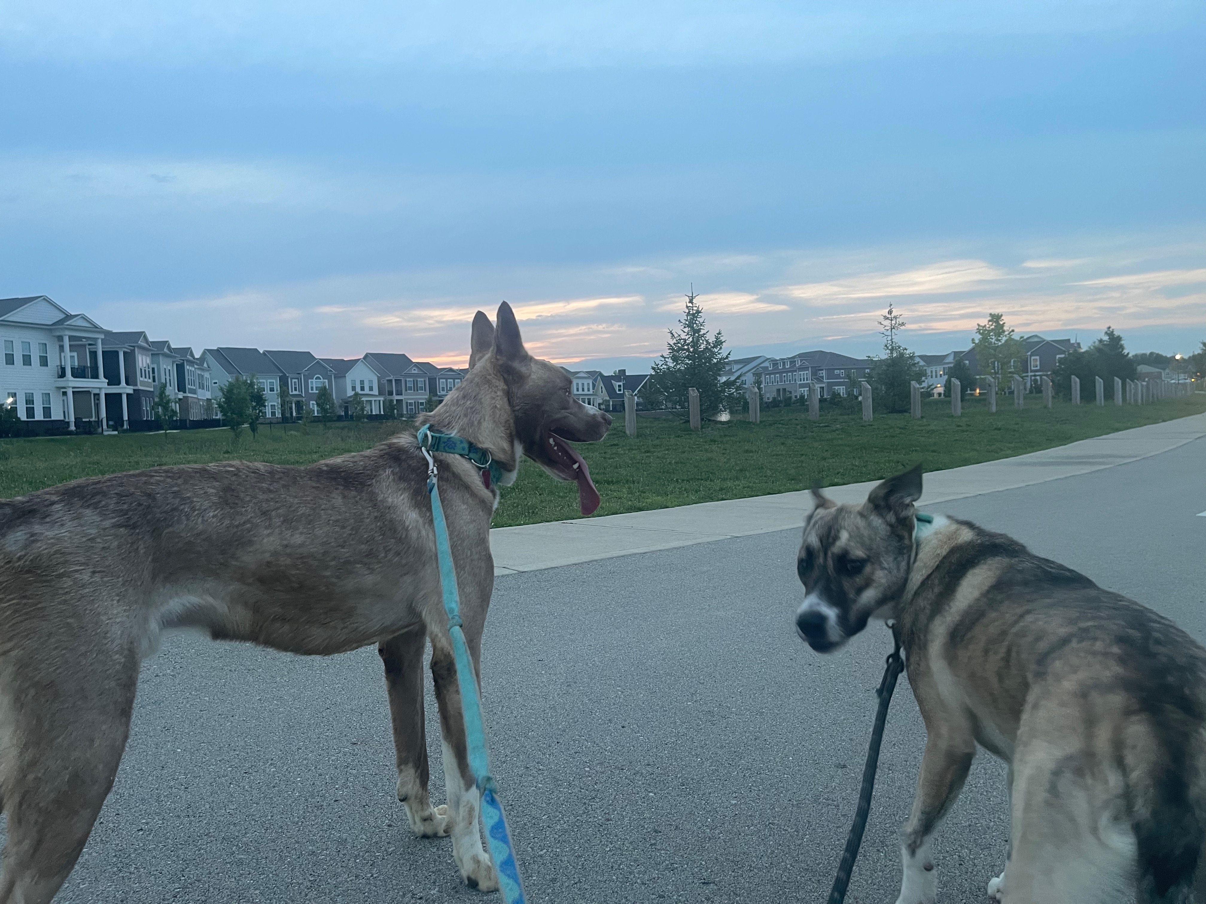 Help Reunite Two Dogs with  Mom campaign photo, 5 of 8