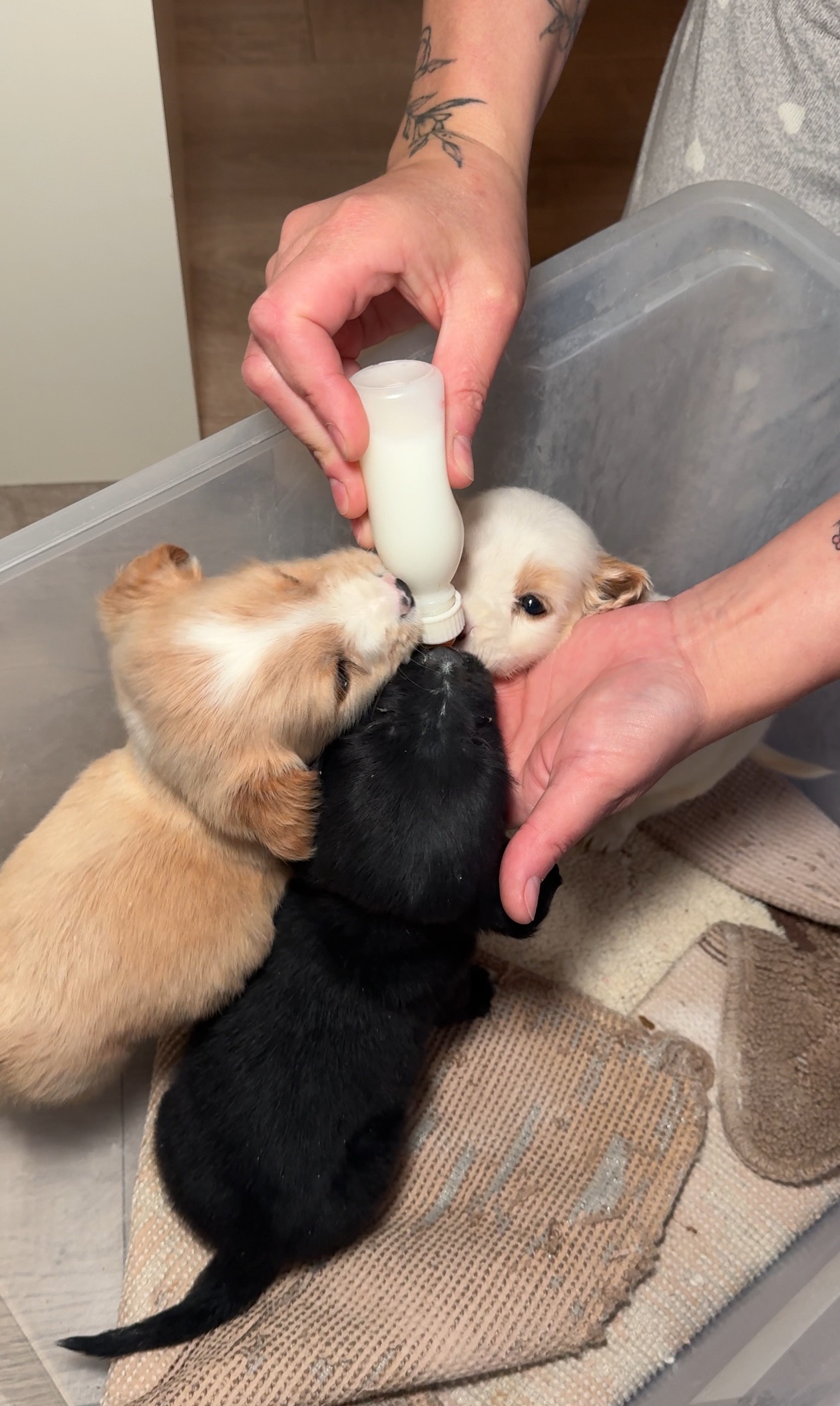 Help our Abandoned Puppies campaign photo, 2 of 3