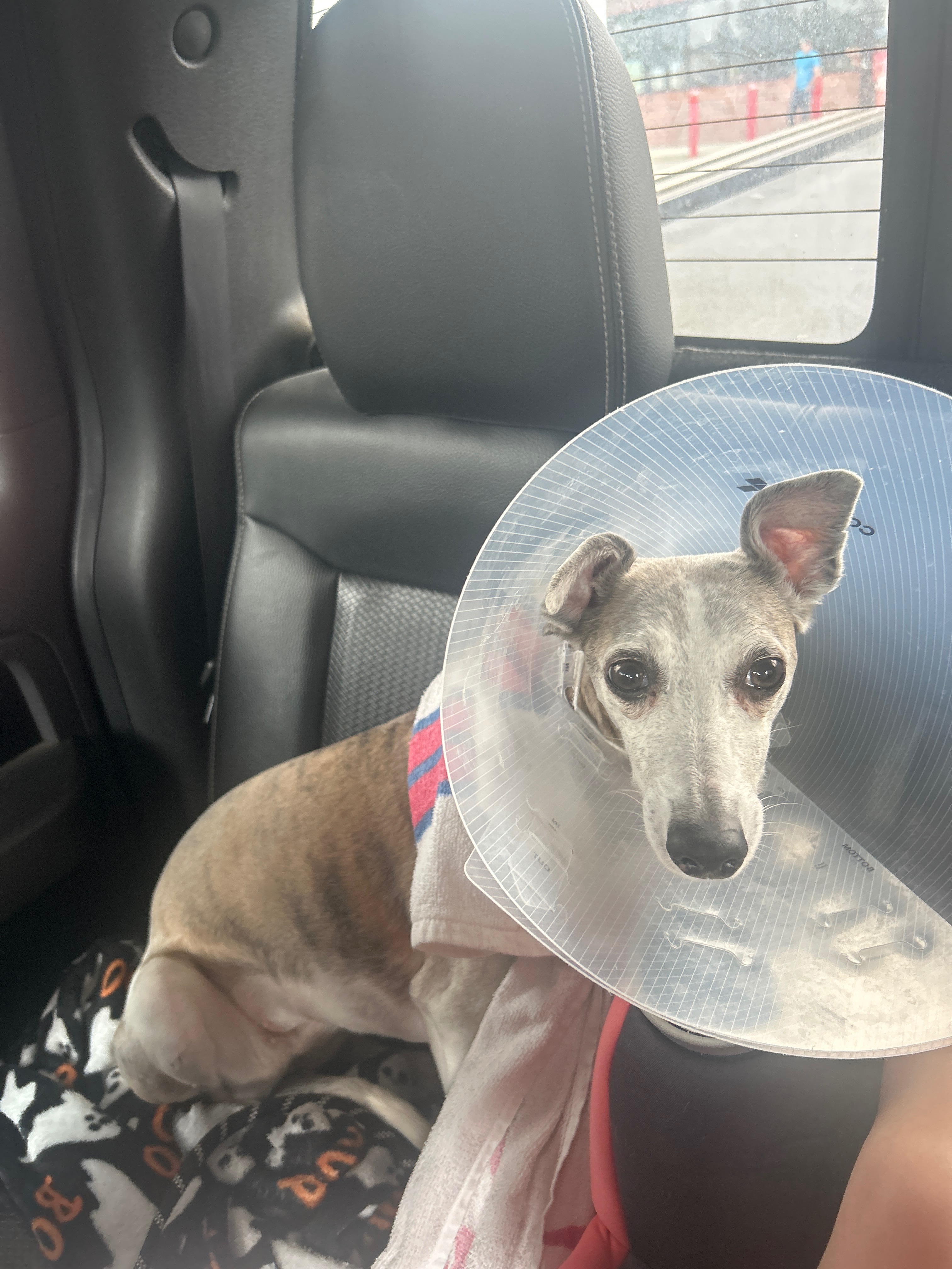 Help Olive Recover After Bear Attack campaign photo, 7 of 8