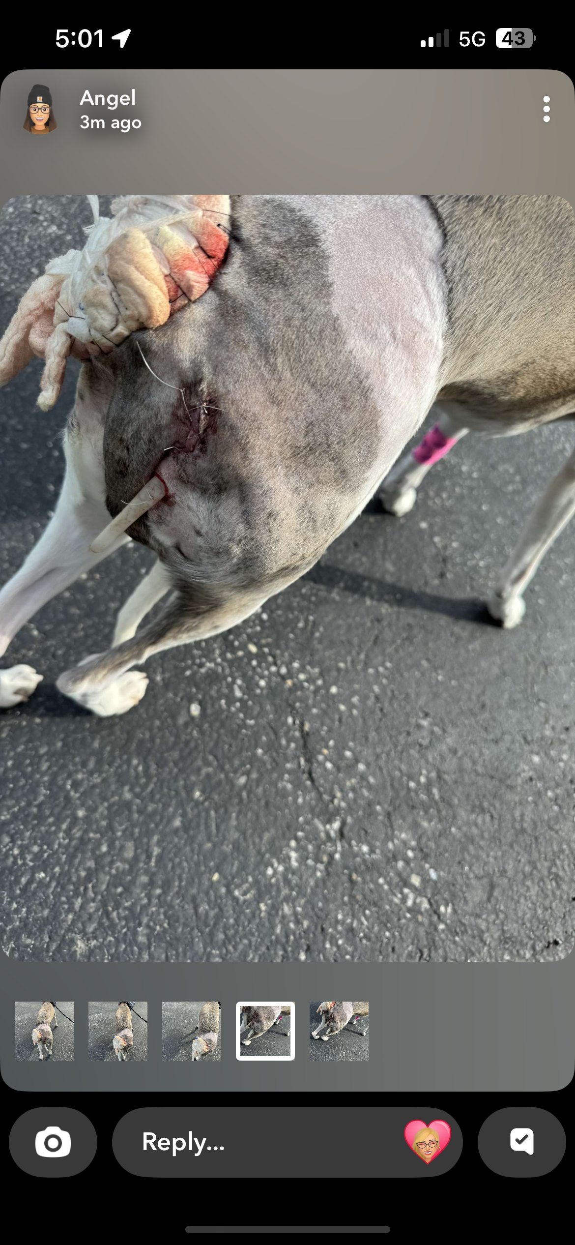 Help Olive Recover After Bear Attack campaign photo, 2 of 8