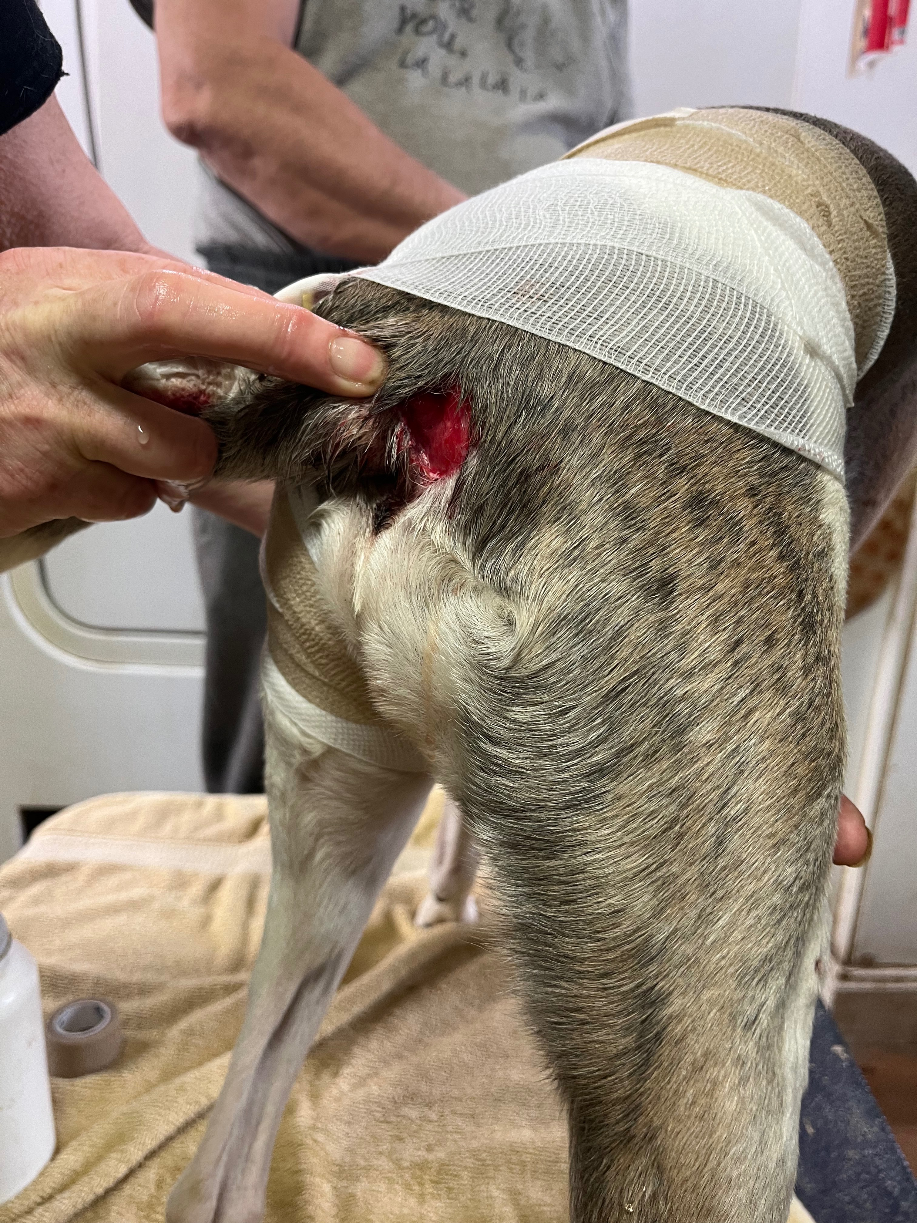 Help Olive Recover After Bear Attack campaign photo, 4 of 8