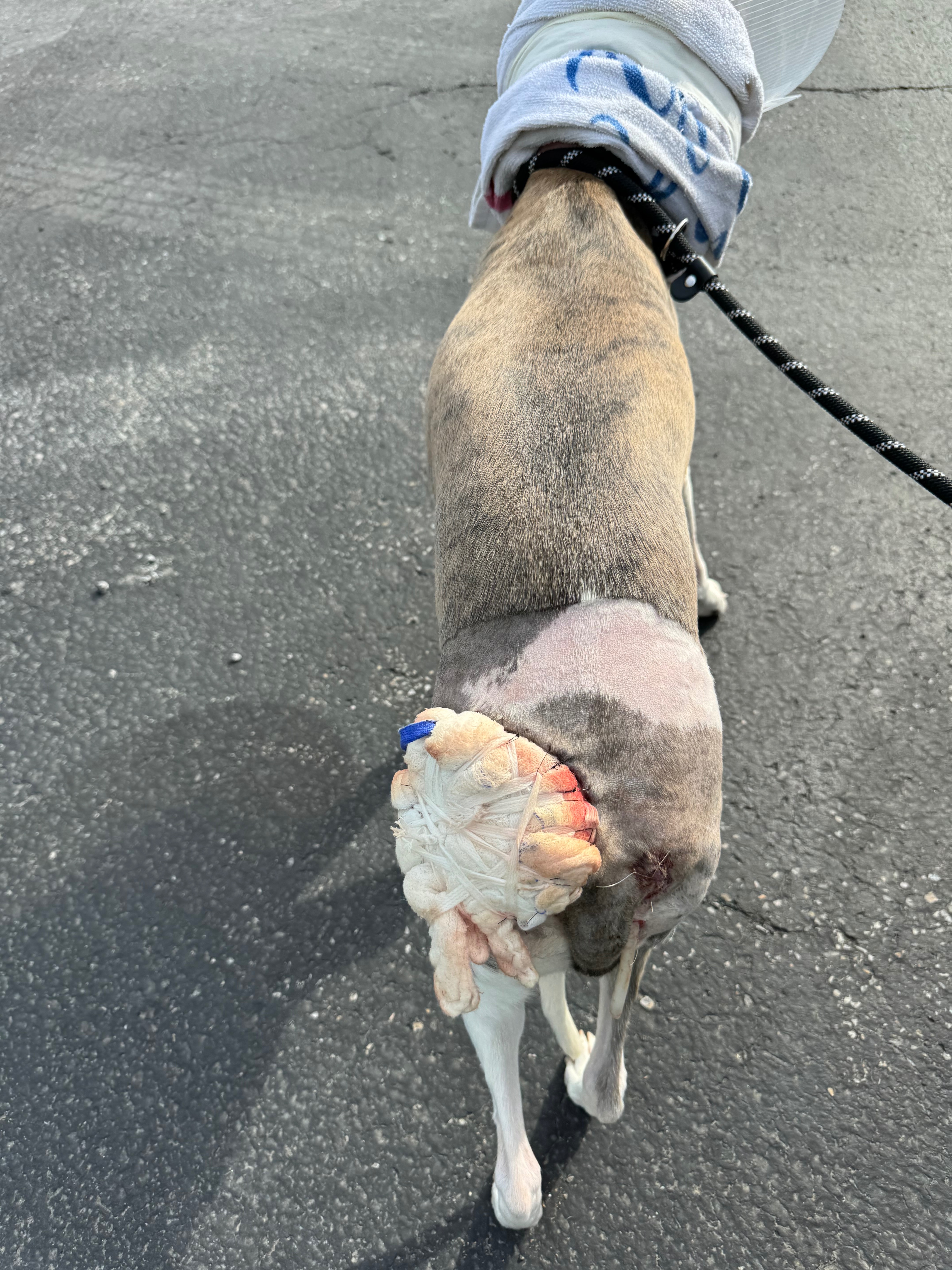 Help Olive Recover After Bear Attack campaign photo, 5 of 8