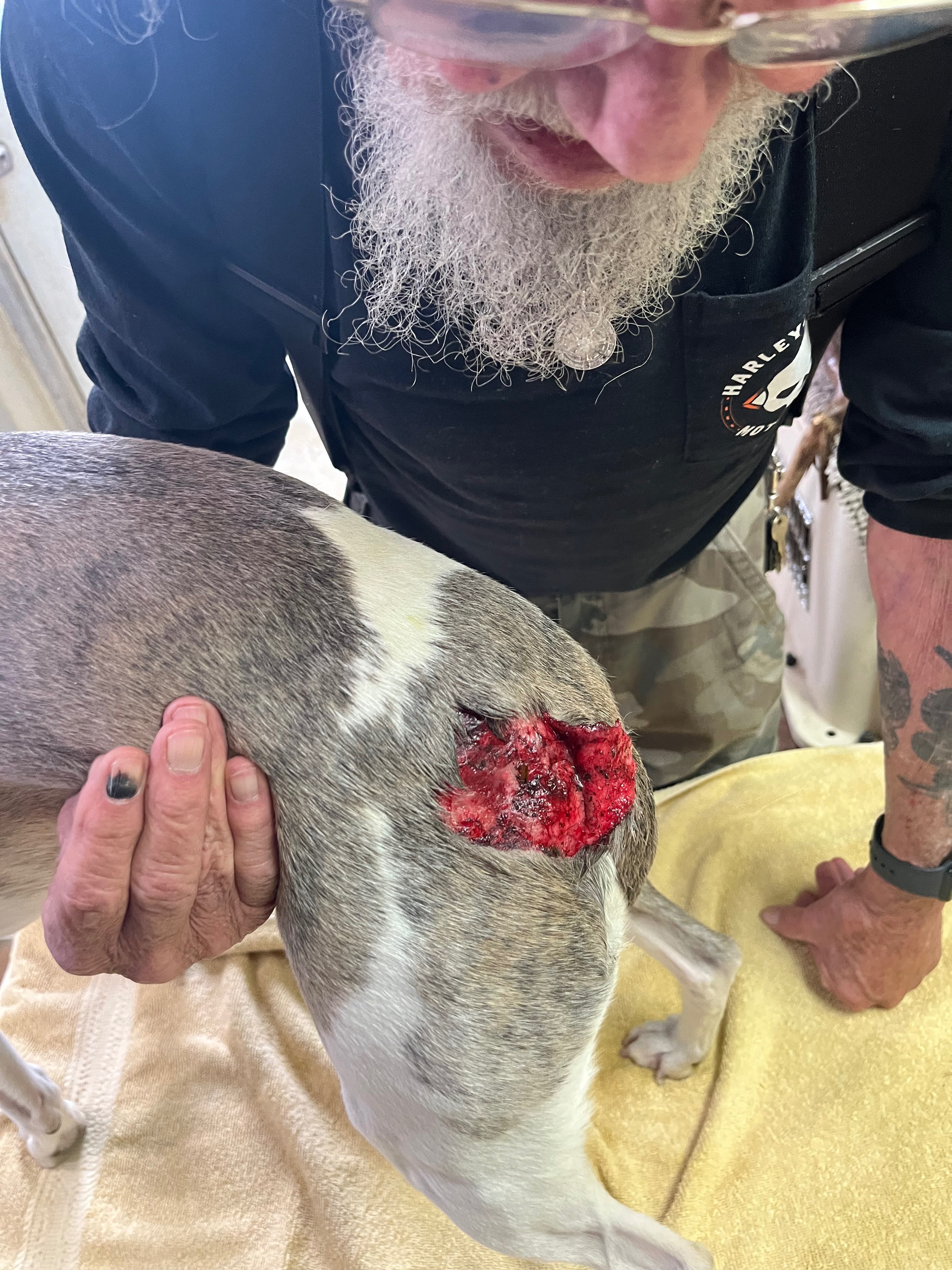 Help Olive Recover After Bear Attack campaign photo, 6 of 8