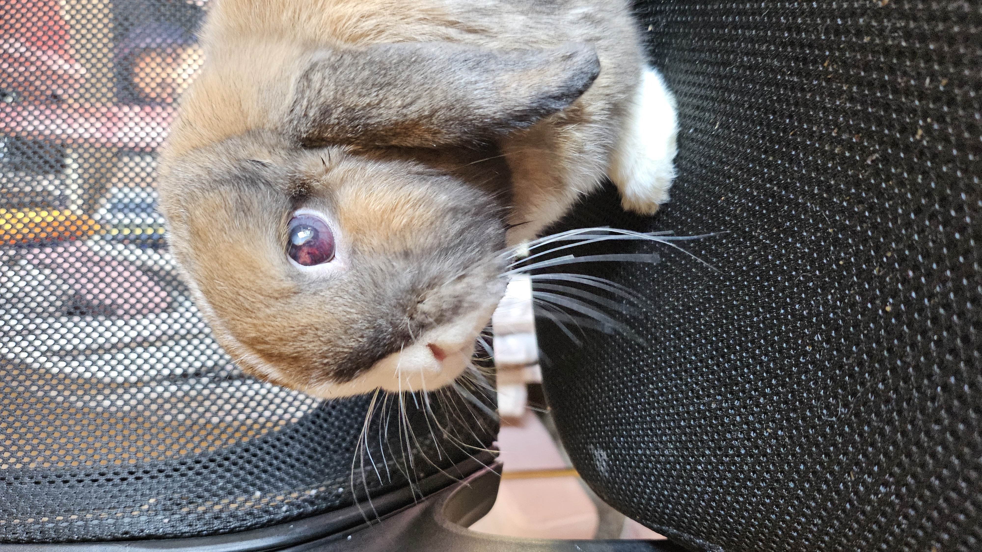 Help Sunny See Again: Support Her Eye Surgery campaign photo, 7 of 7