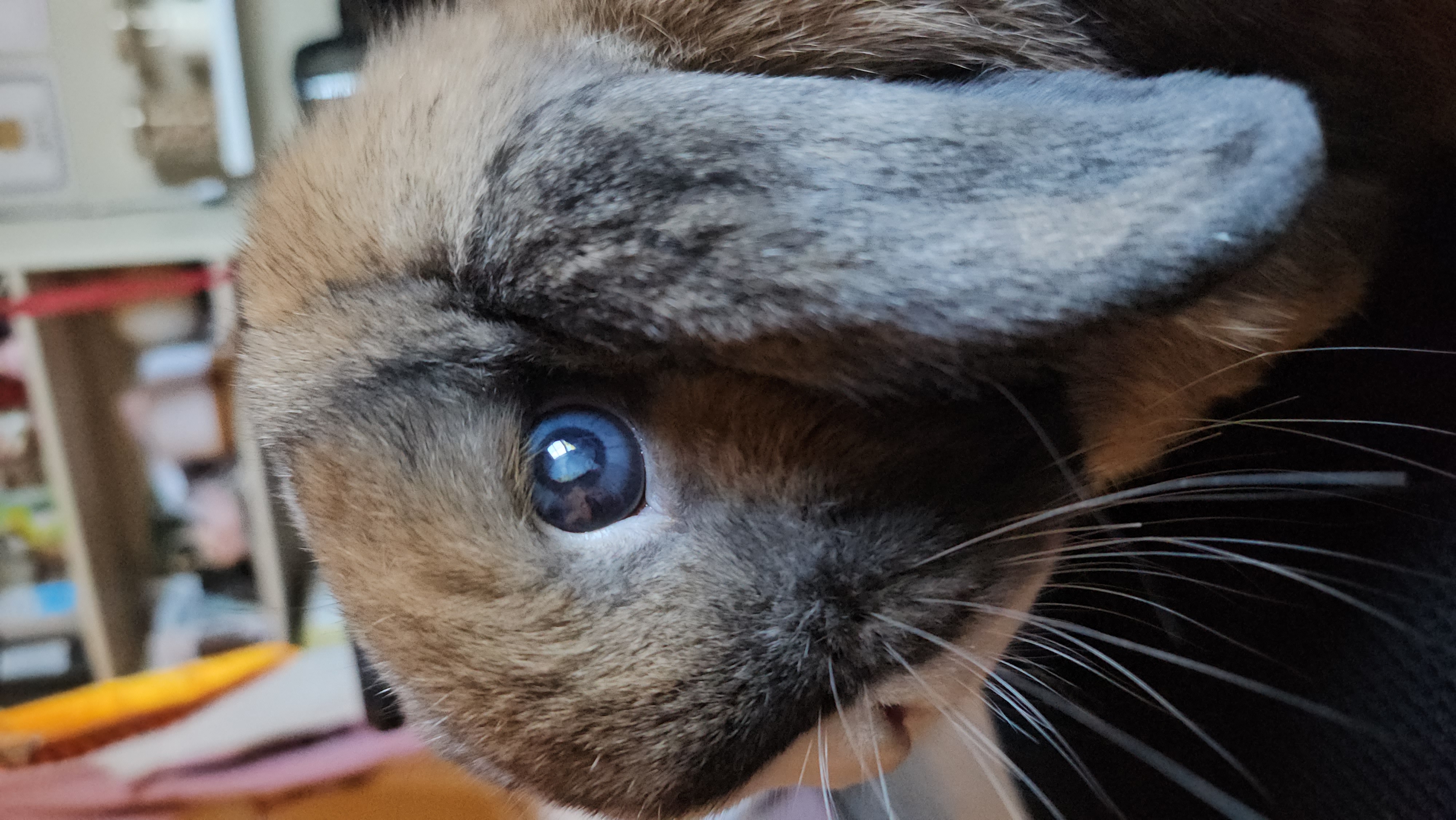Help Sunny See Again: Support Her Eye Surgery campaign photo, 2 of 7