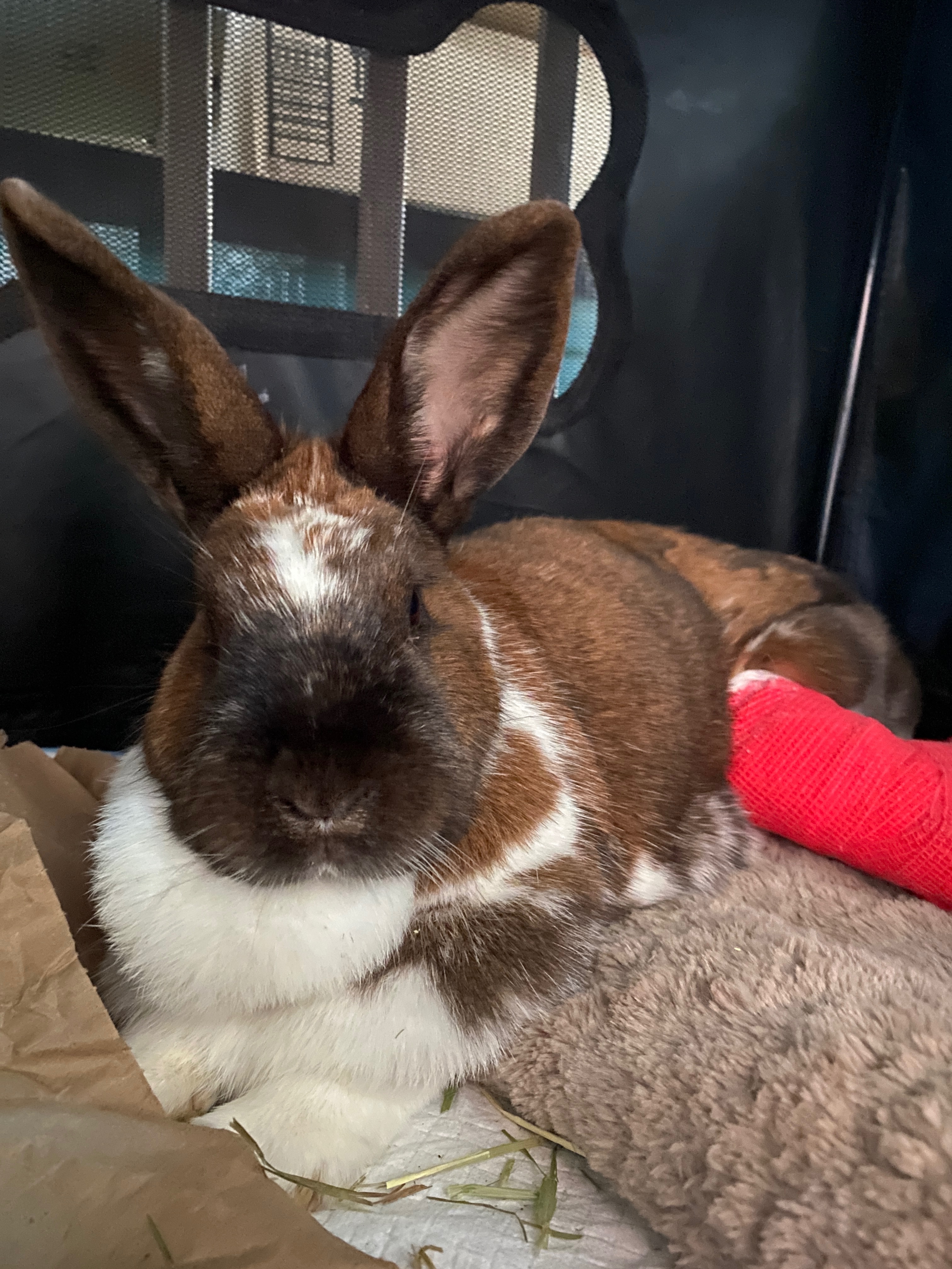 Support Rabbit Rescue Effort campaign photo, 7 of 8