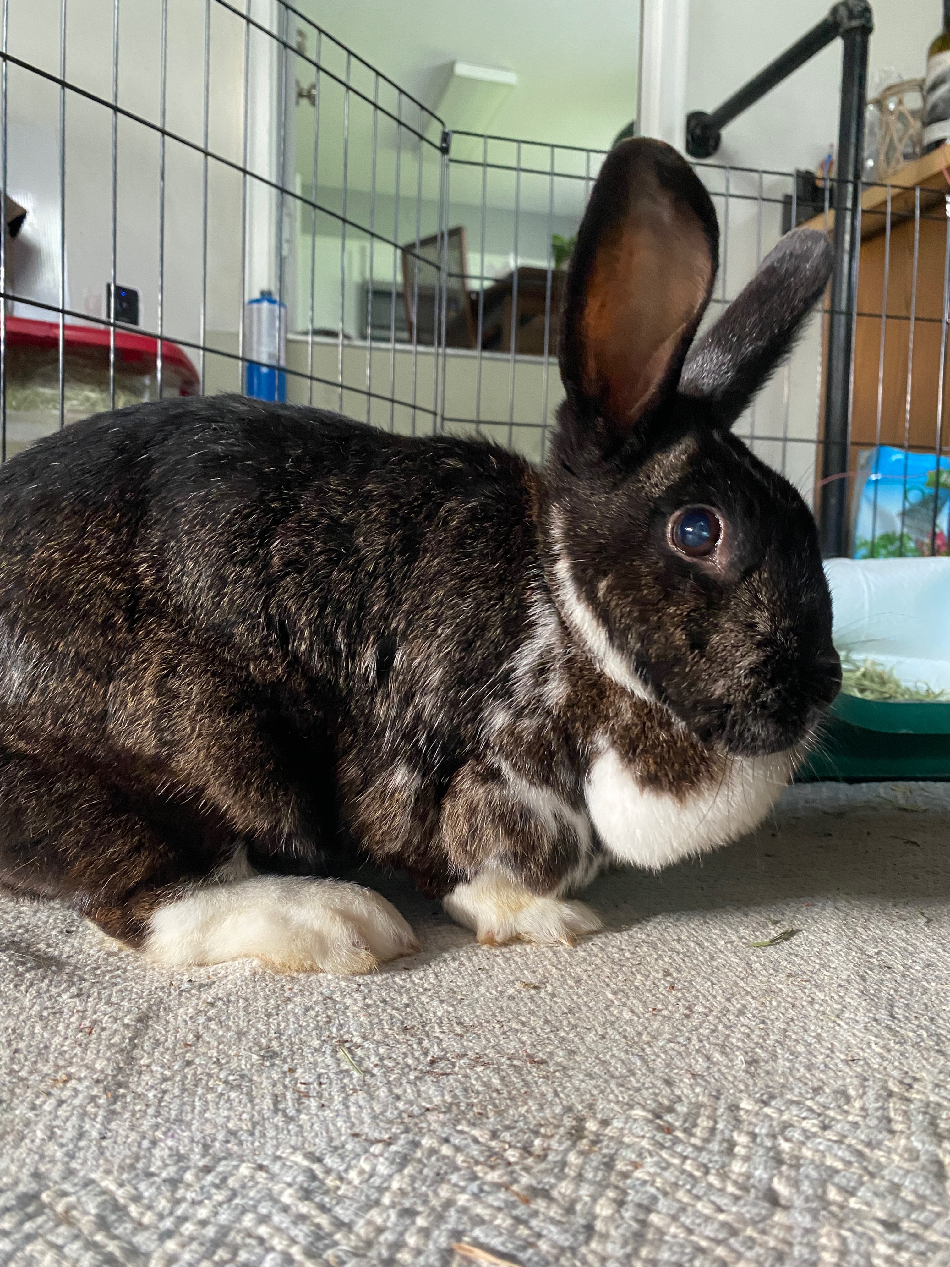 Support Rabbit Rescue Effort campaign photo, 2 of 8