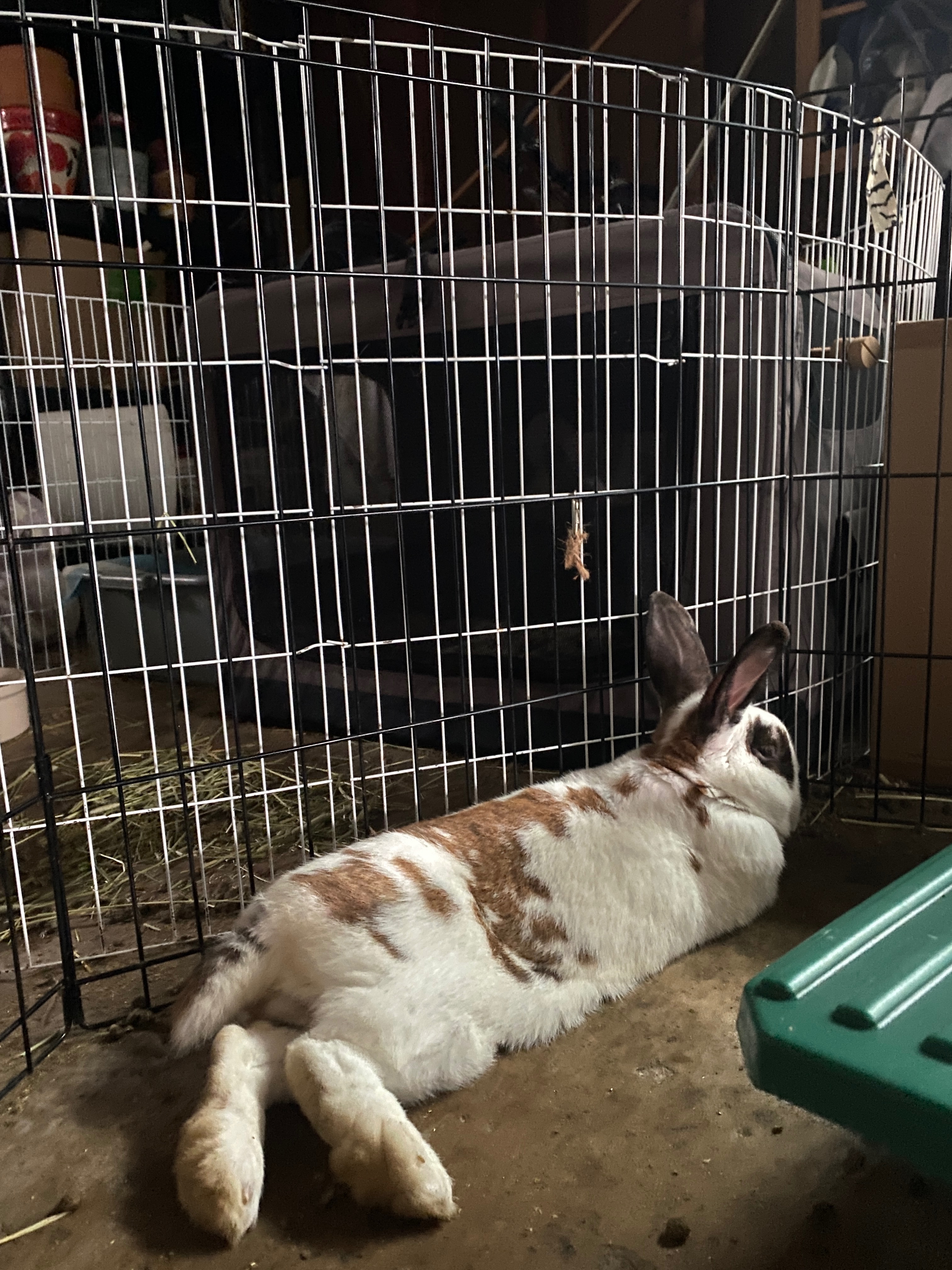 Support Rabbit Rescue Effort campaign photo, 4 of 8