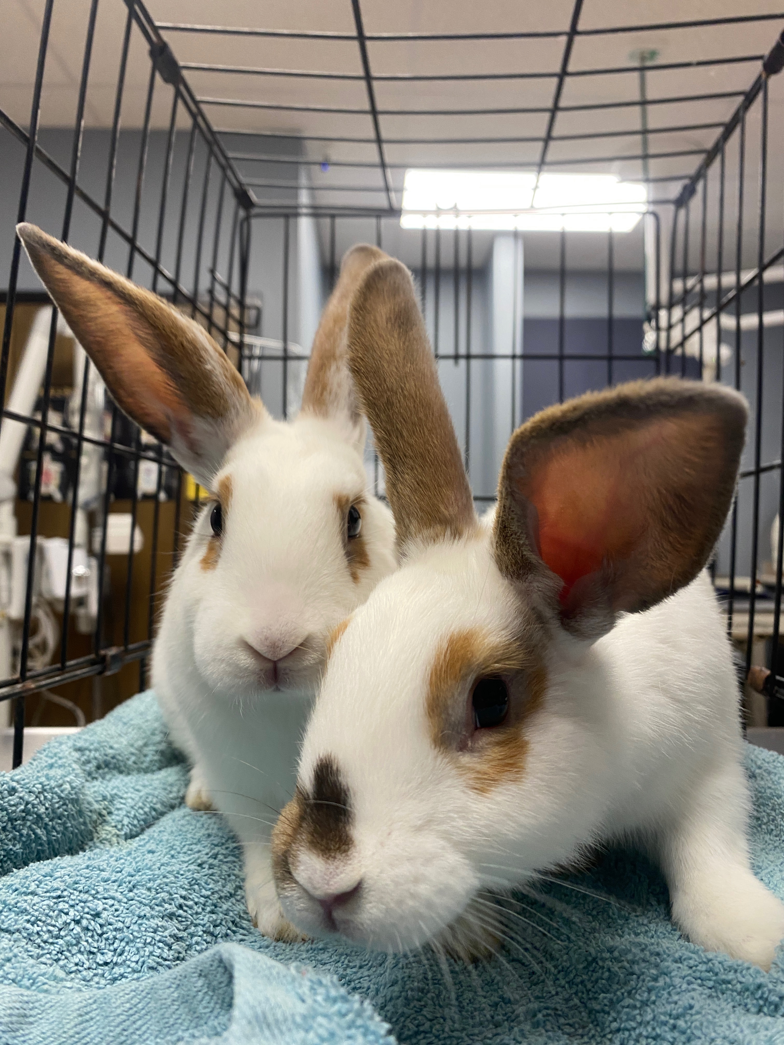 Support Rabbit Rescue Effort campaign photo, 5 of 8
