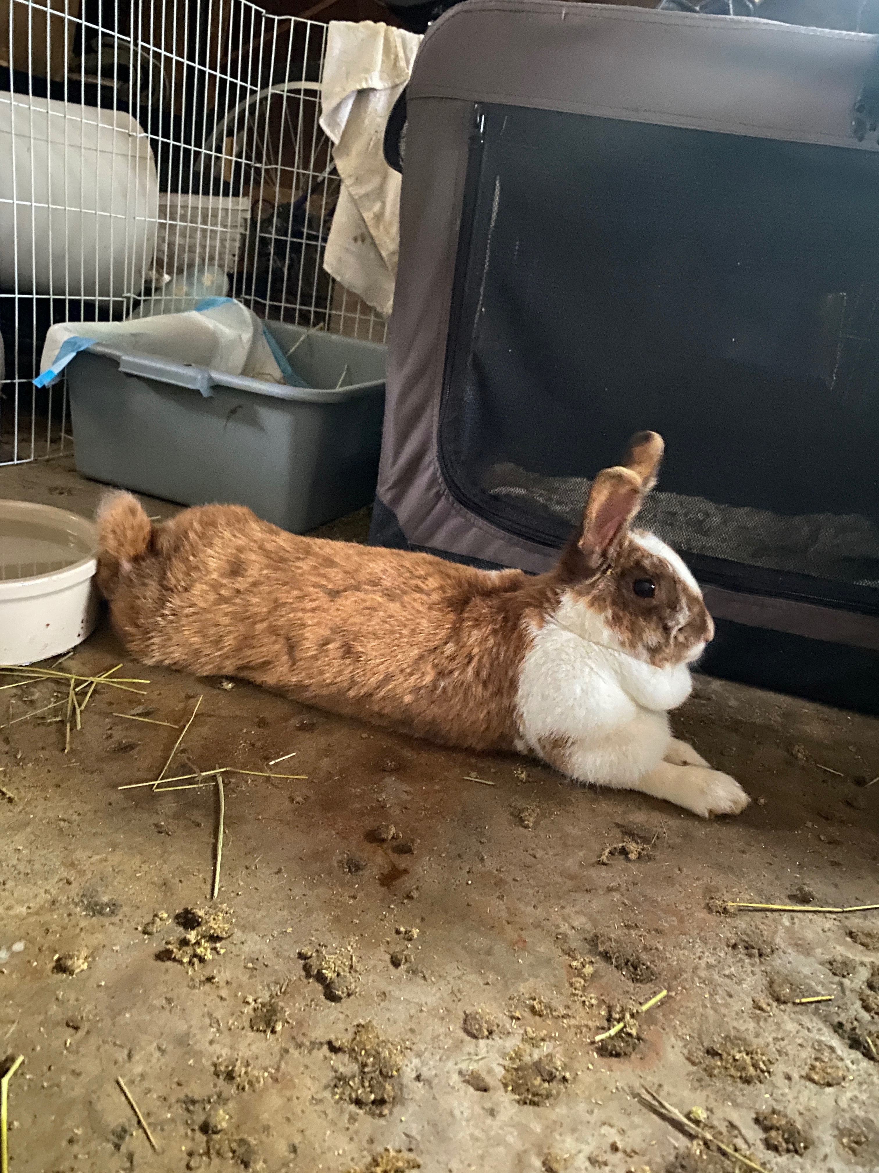 Support Rabbit Rescue Effort campaign photo, 6 of 8