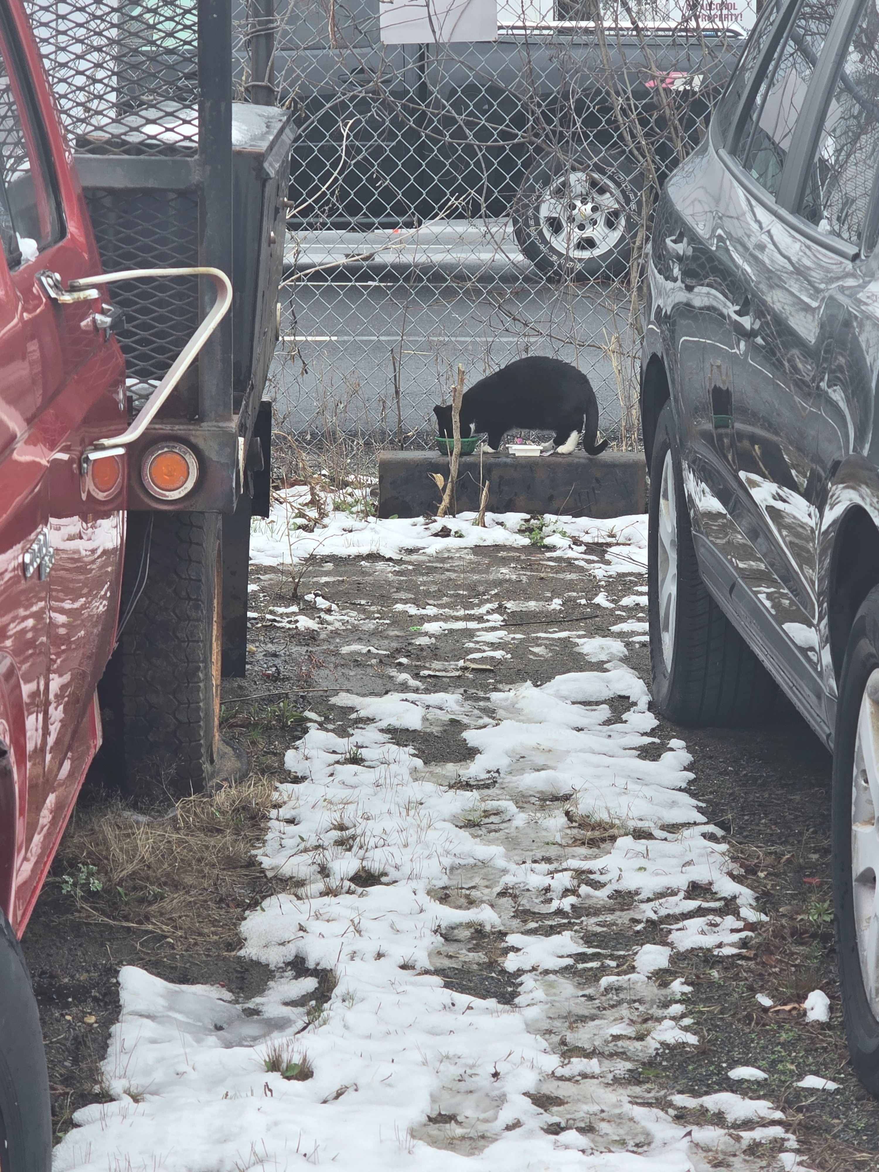 Ella's Feline Rescue Mission: TNR Efforts for Feral Cats campaign photo, 2 of 6