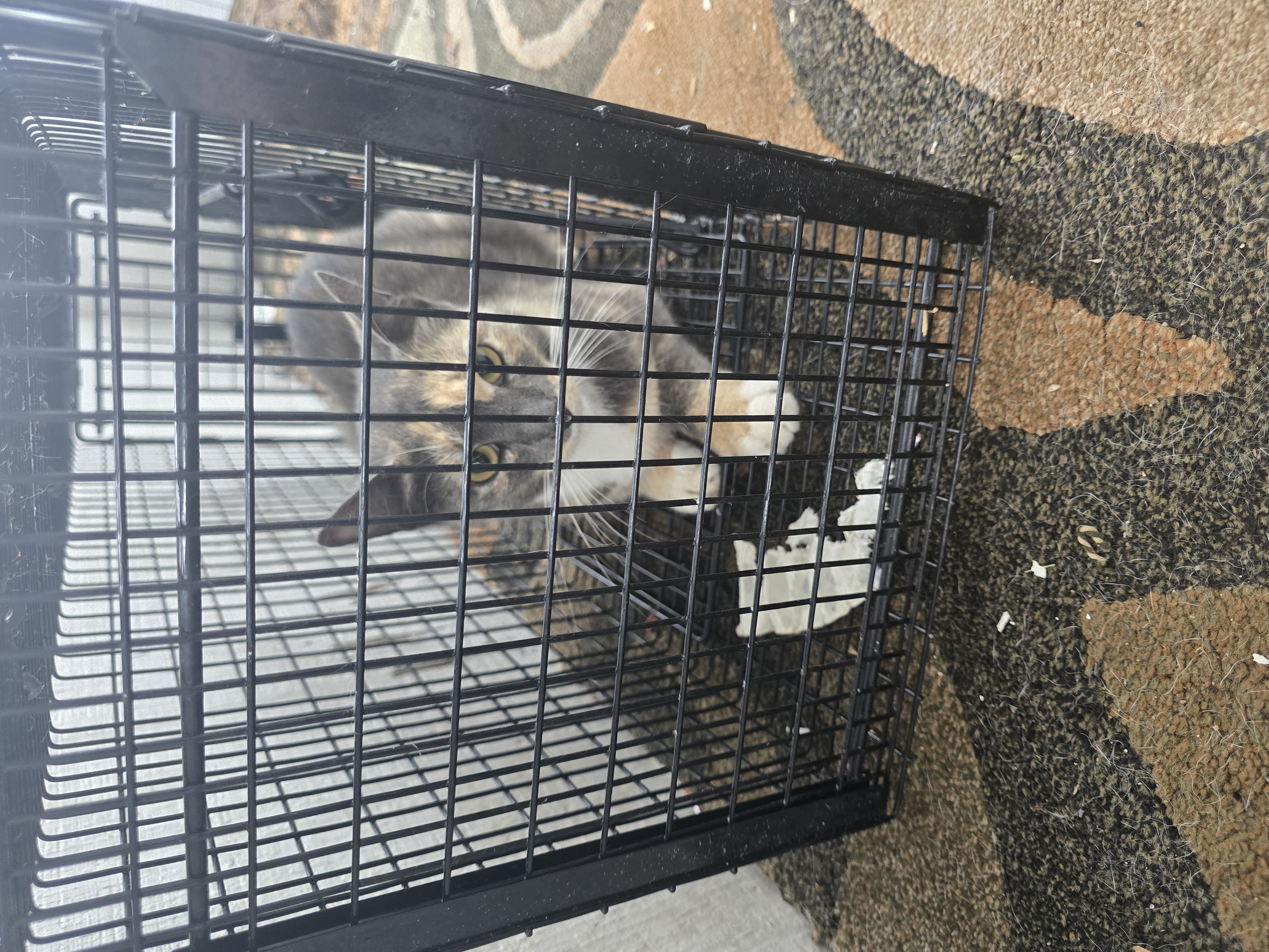Ella's Feline Rescue Mission: TNR Efforts for Feral Cats campaign photo, 4 of 6