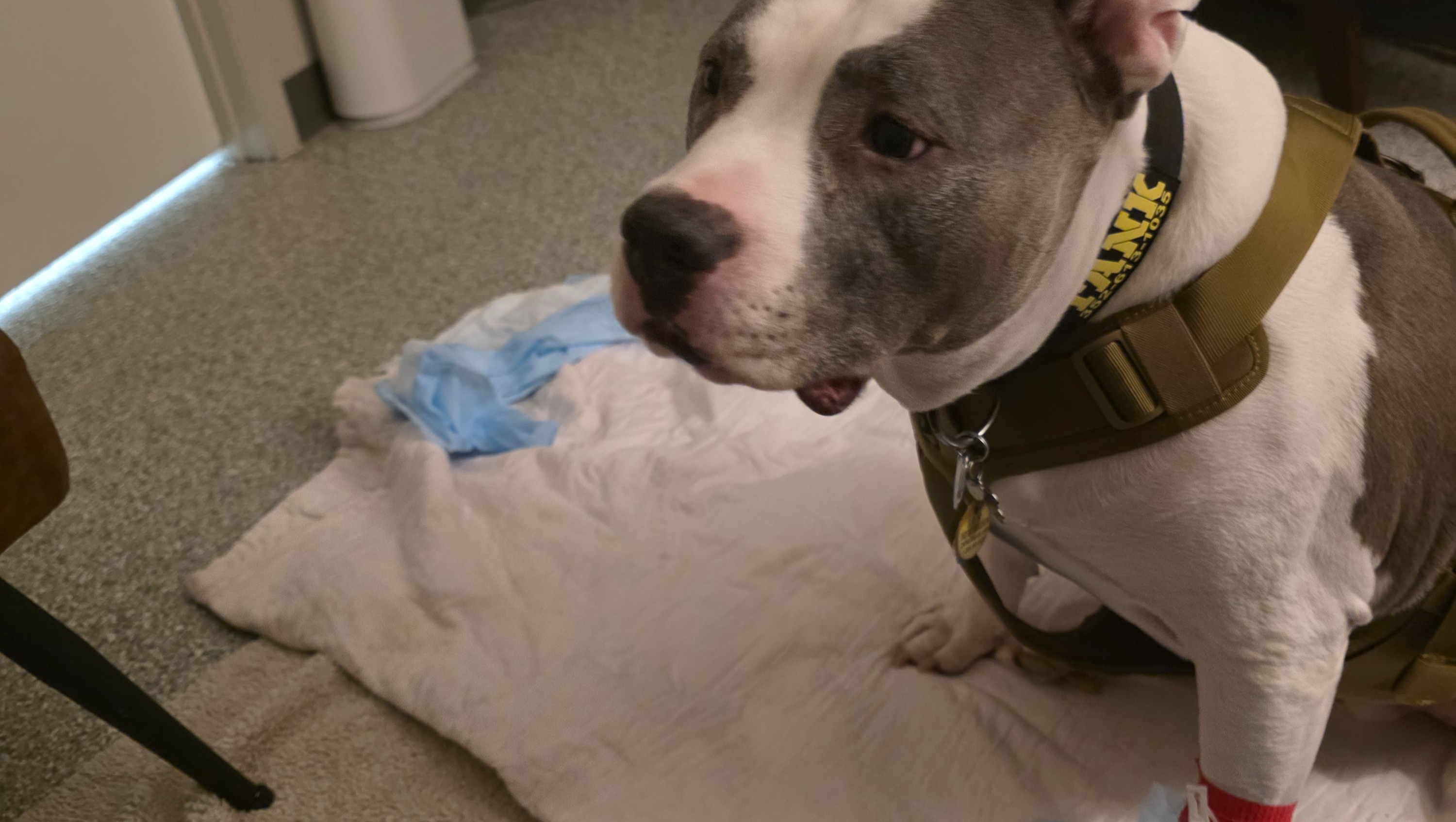 Tank has bad KNEEDs. Please help! photo