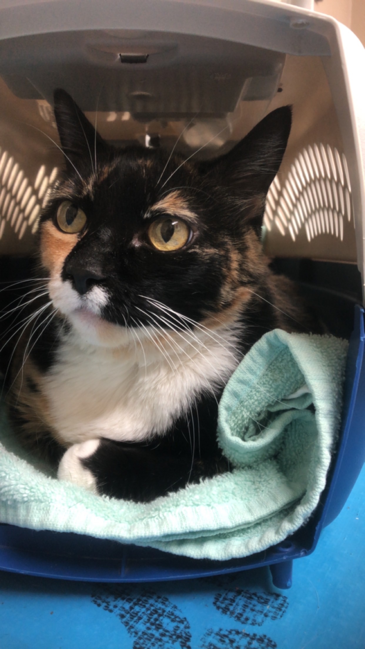 Help catch up Betty’s vet bills! campaign photo, 4 of 5