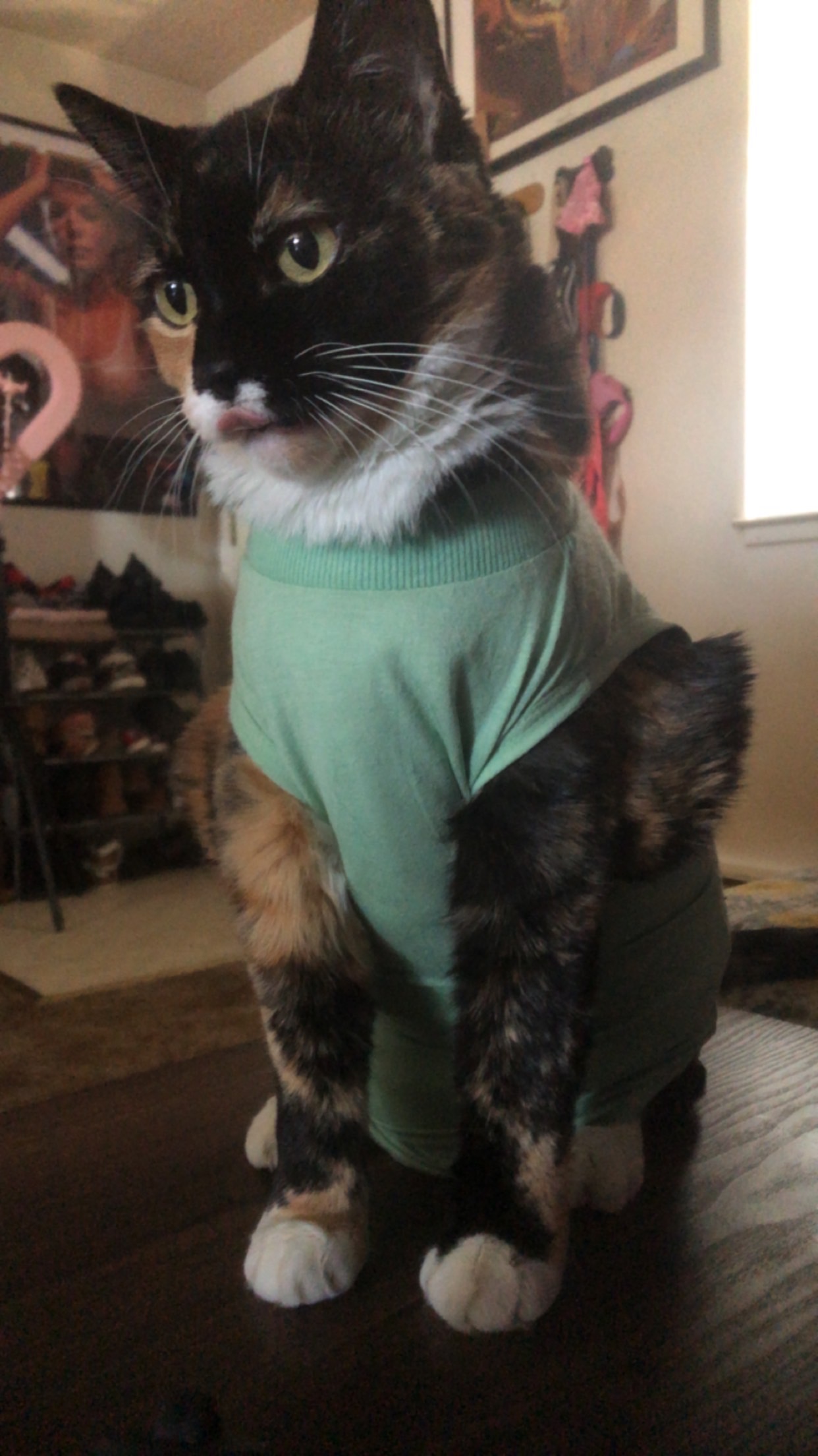 Help catch up Betty’s vet bills! campaign photo, 2 of 5