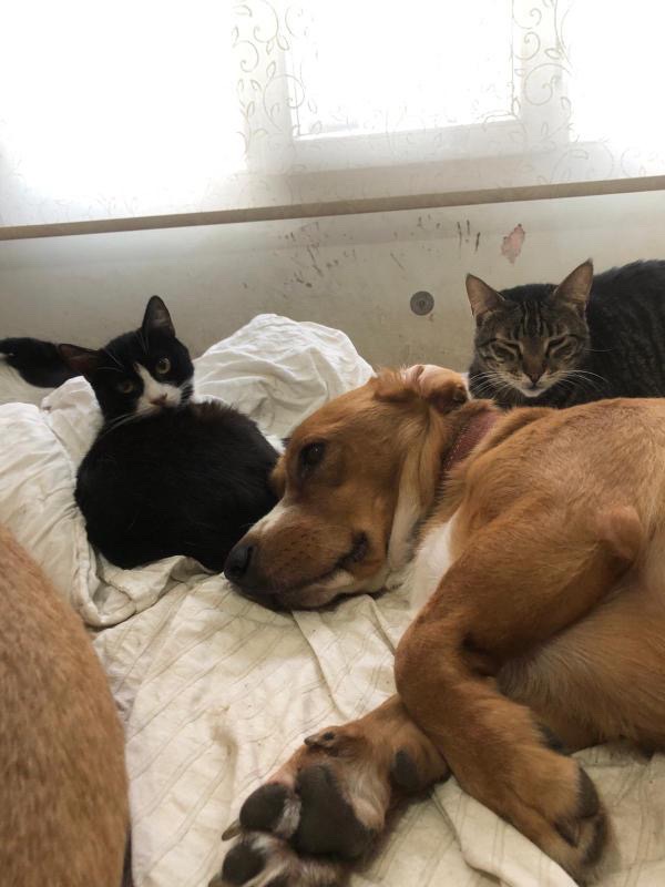 Help Me Rescue the Tortured Dogs in Turkey campaign photo, 6 of 7