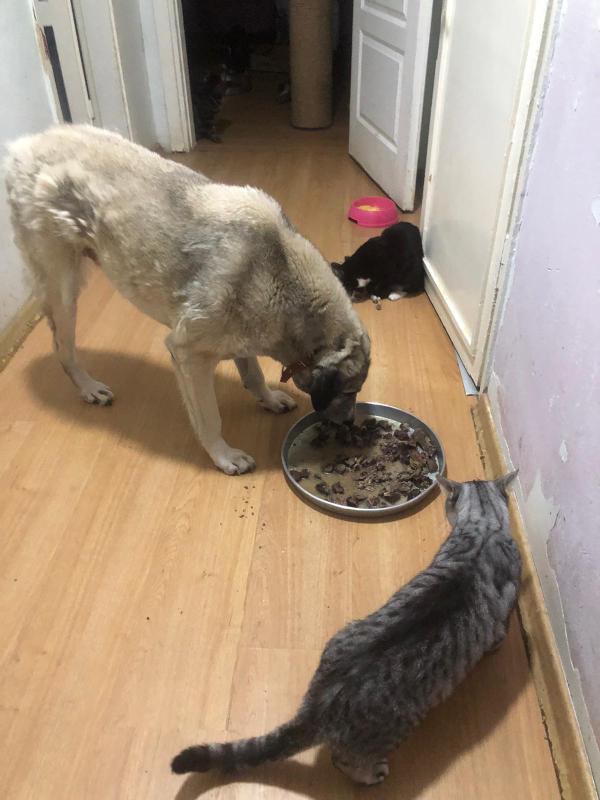Help Me Rescue the Tortured Dogs in Turkey campaign photo, 2 of 7