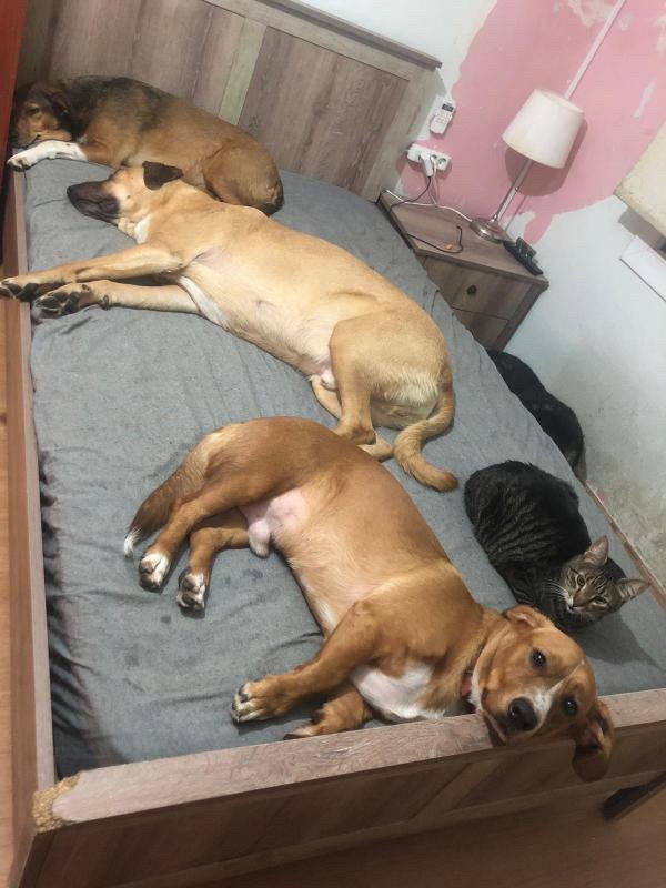 Help Me Rescue the Tortured Dogs in Turkey campaign photo, 5 of 7