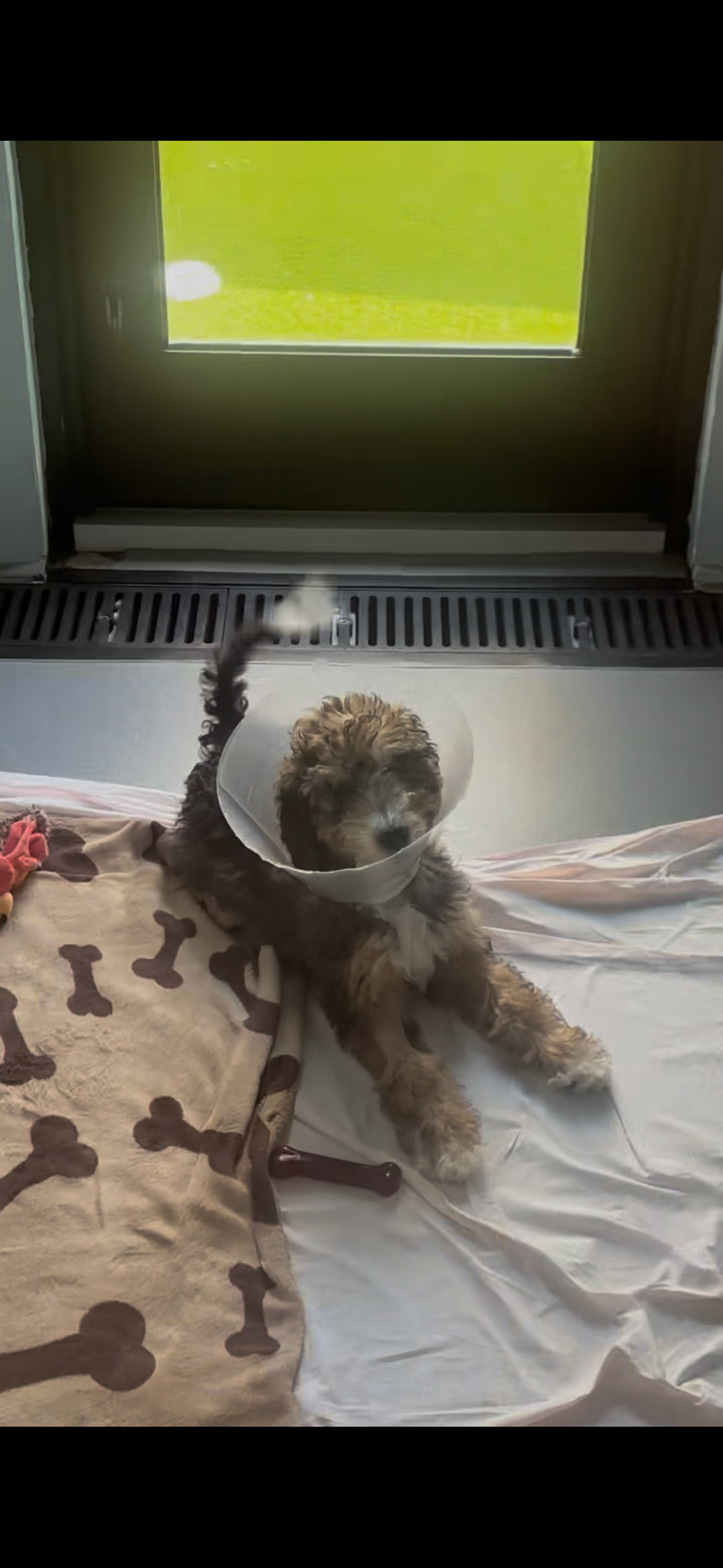 Support Bear's Urgent Medical Care campaign photo, 6 of 7