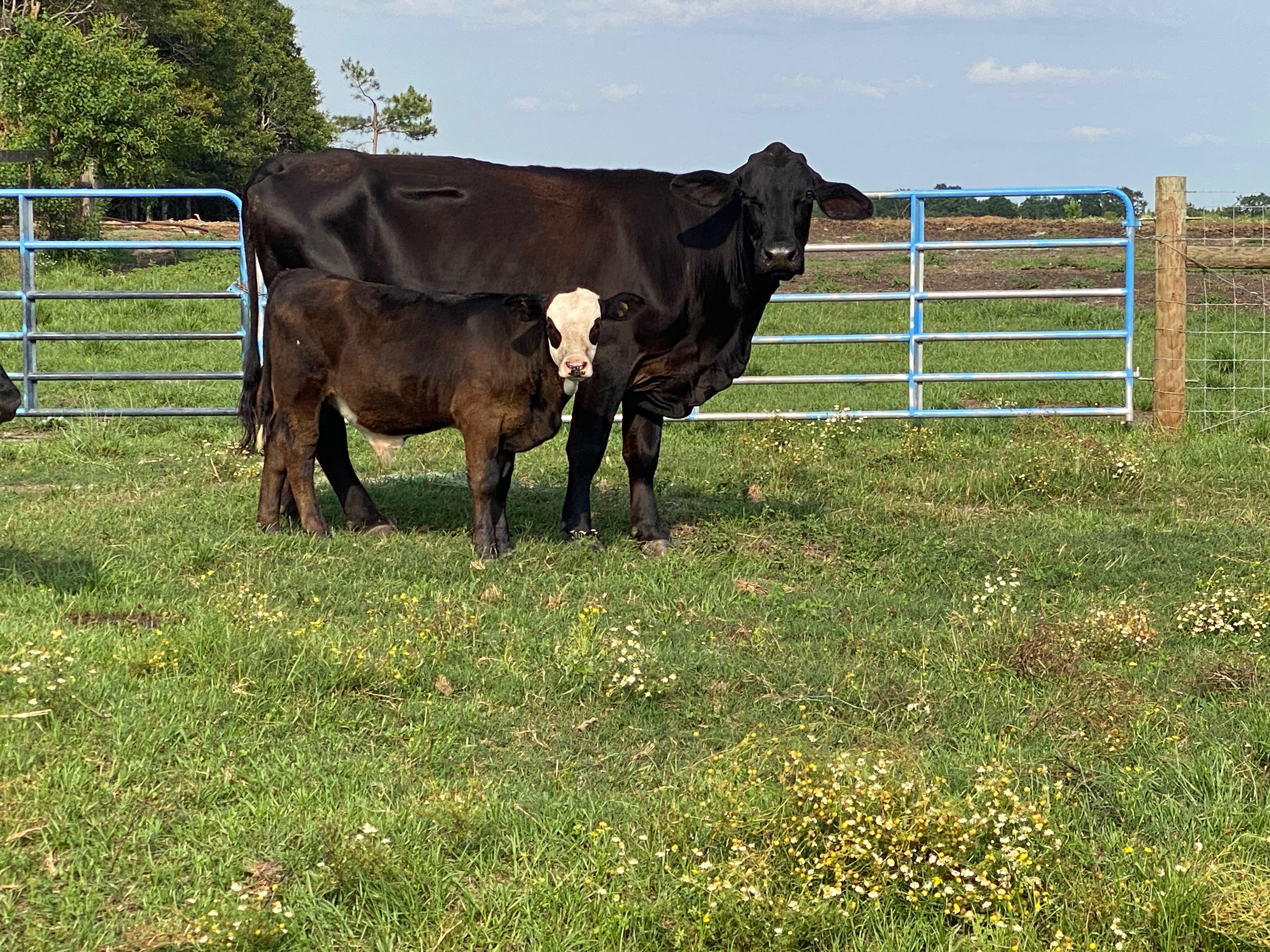 Rebuild the Hay Barn: Support Bonnie and Jennifer campaign photo, 2 of 8