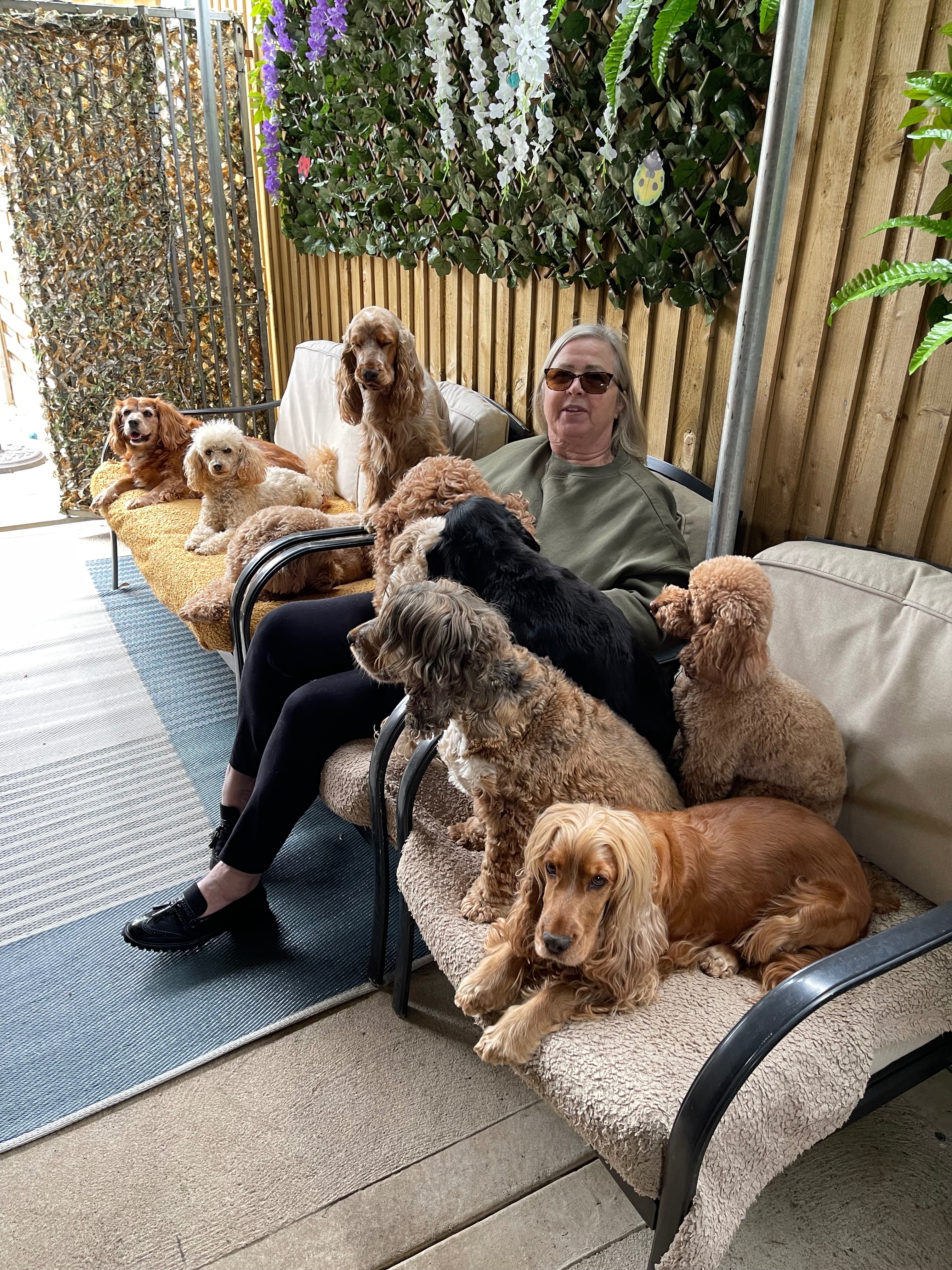 Please help save my dogs campaign photo, 2 of 5
