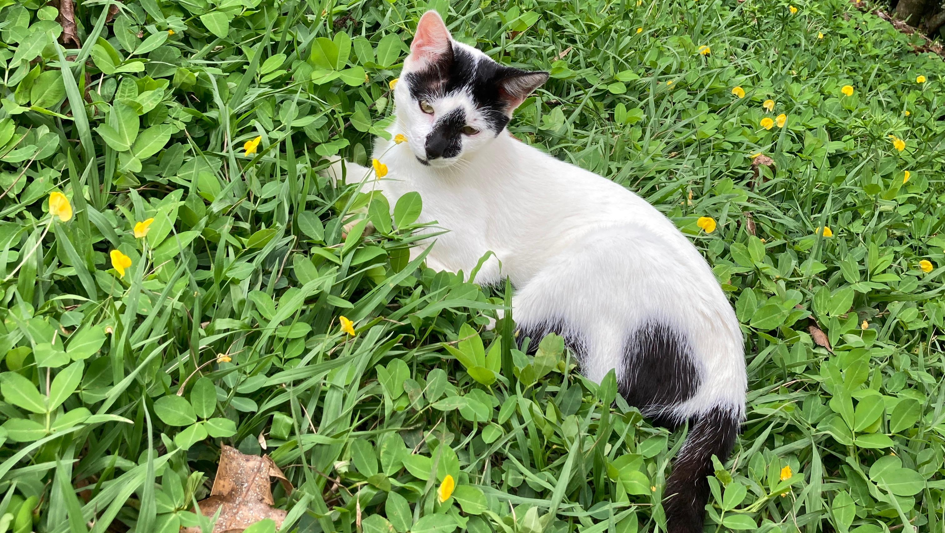 Help Pelusa & Oliver Get Vet Care photo