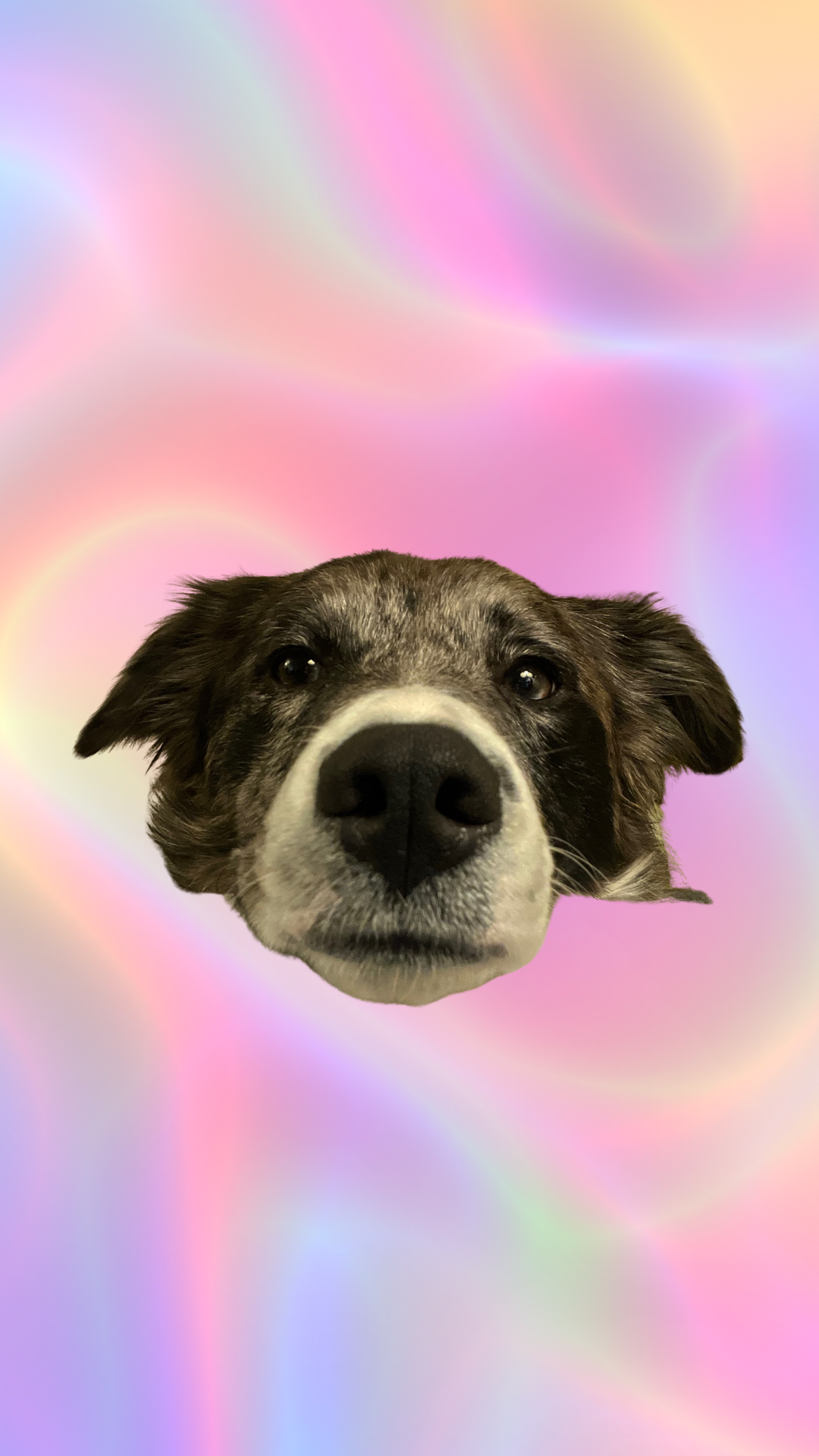 Gilly’s Emergency Surgery Fund campaign photo, 2 of 8