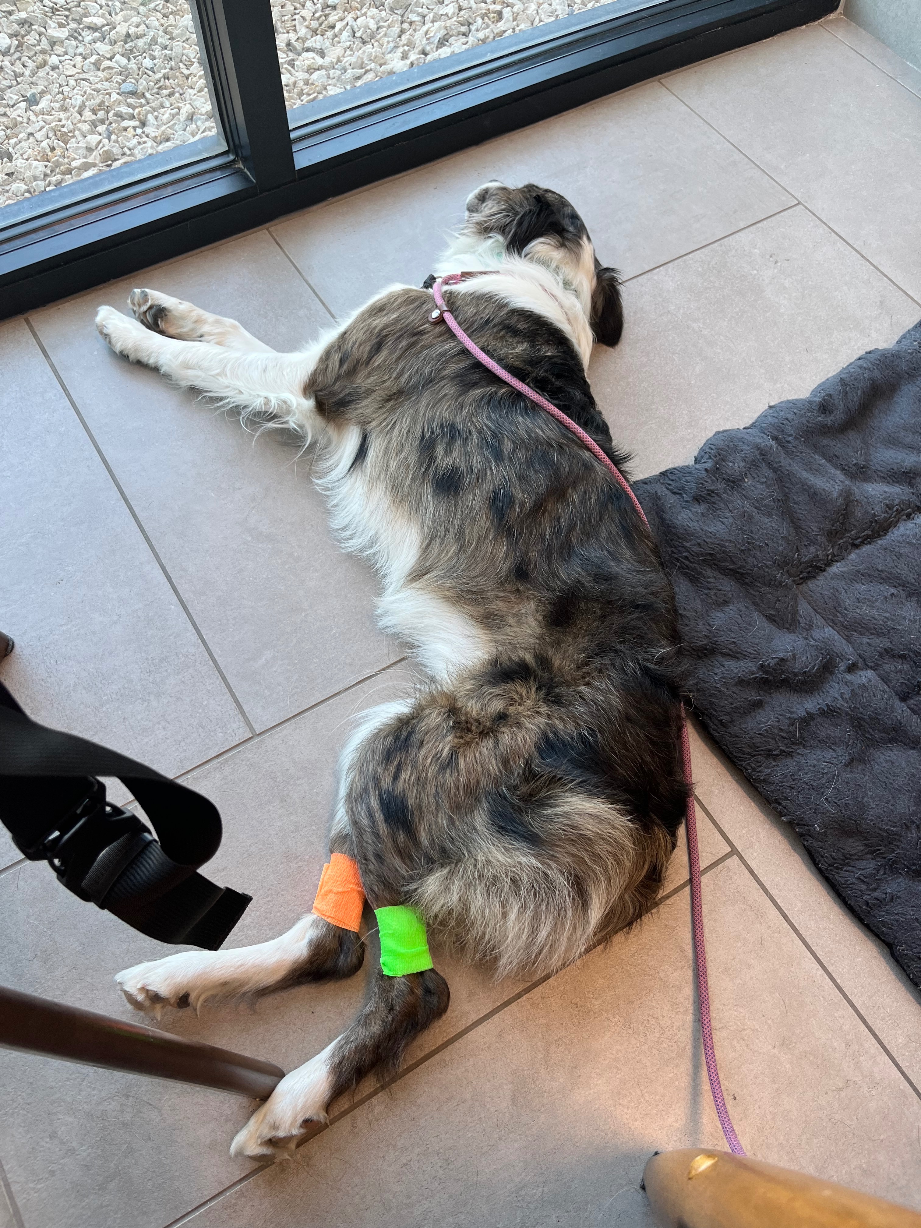 Gilly’s Emergency Surgery Fund campaign photo, 6 of 8