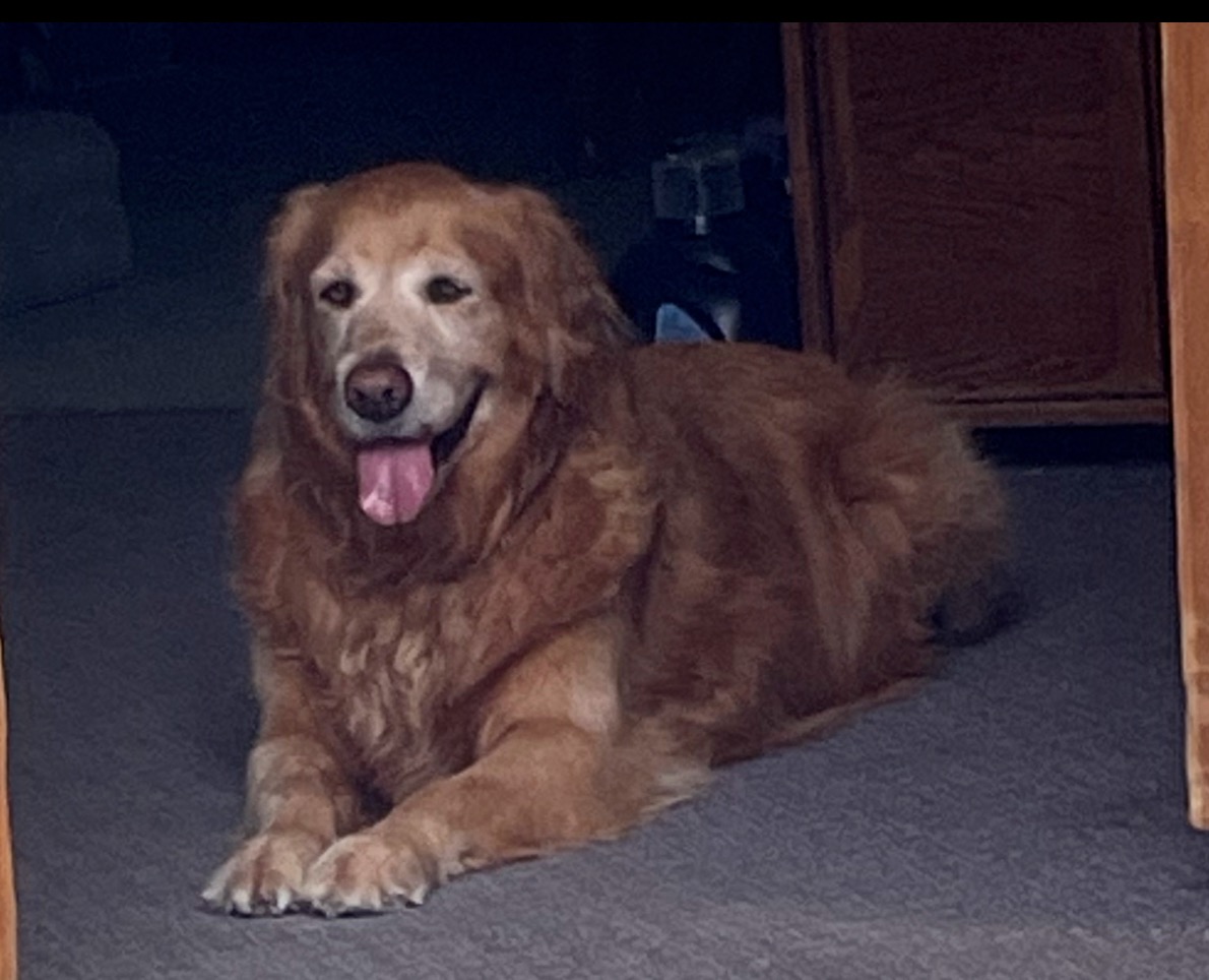Help Joanne Runkles stay with her beloved K9 Shadow campaign photo, 4 of 6
