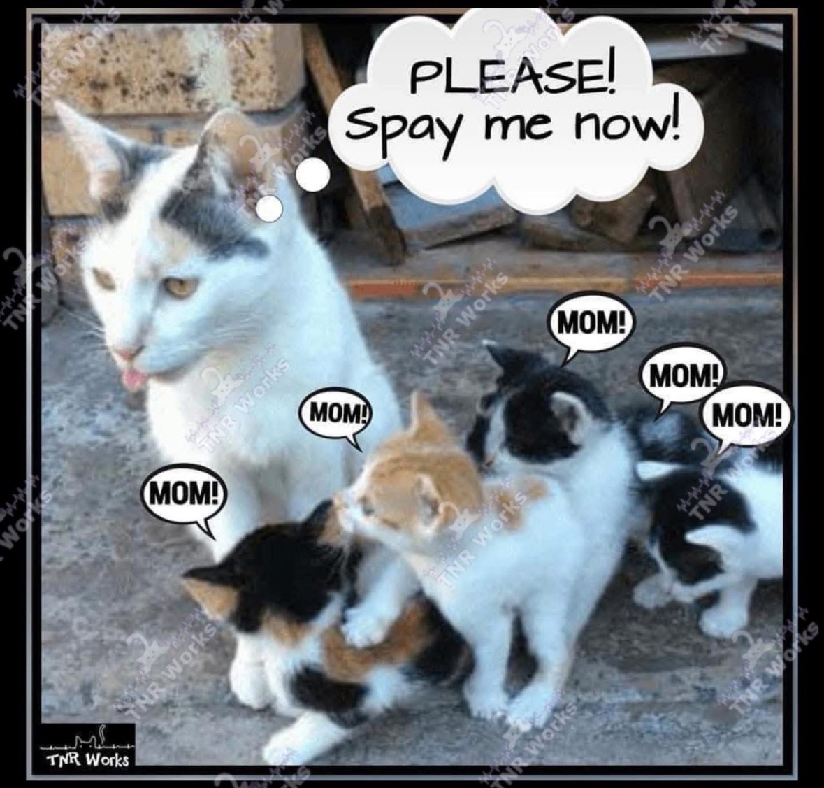 Help SPAY and NEUTER City of Olean Cats and Kittens! campaign photo, 4 of 5