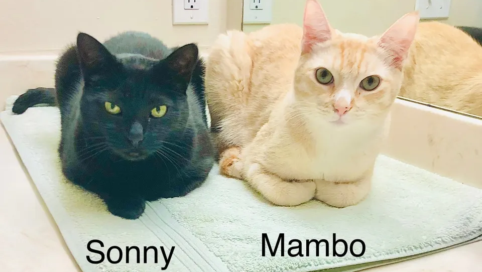 Help Sonny and Mambo Stay Together photo