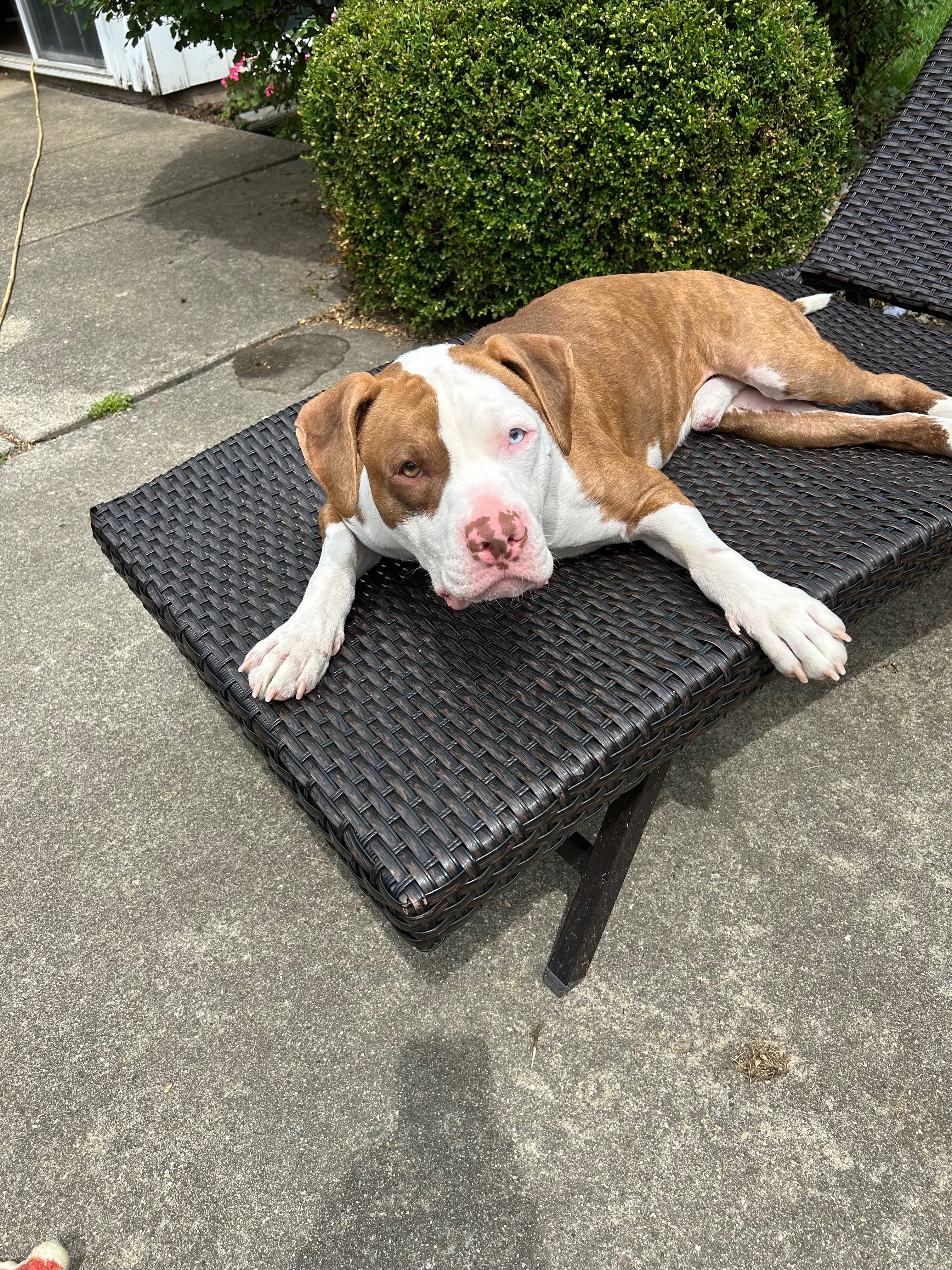 Help Wendy Fuller Cover Tartan's Emergency Vet Bills campaign photo, 7 of 8