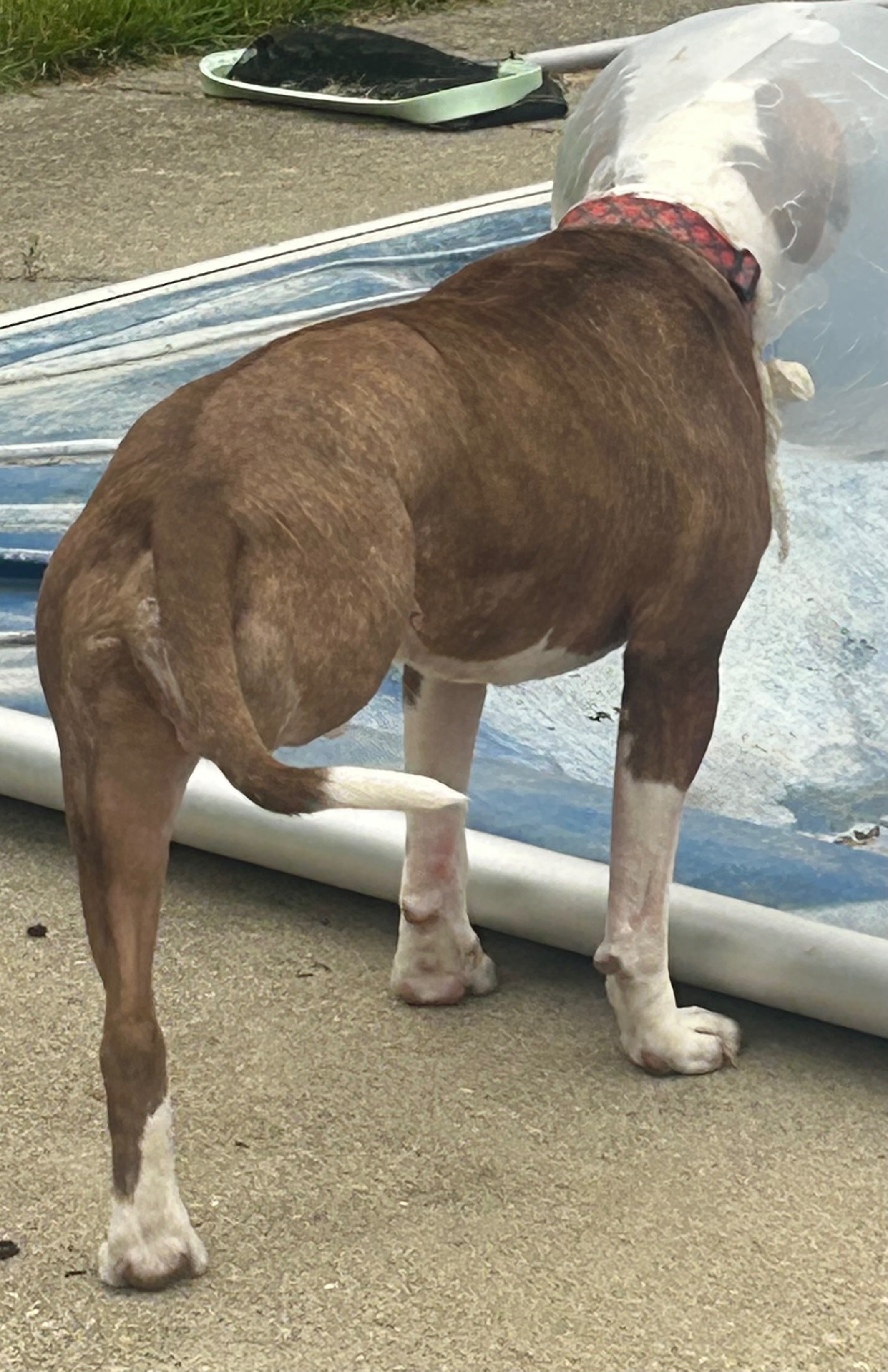Help Wendy Fuller Cover Tartan's Emergency Vet Bills campaign photo, 2 of 8