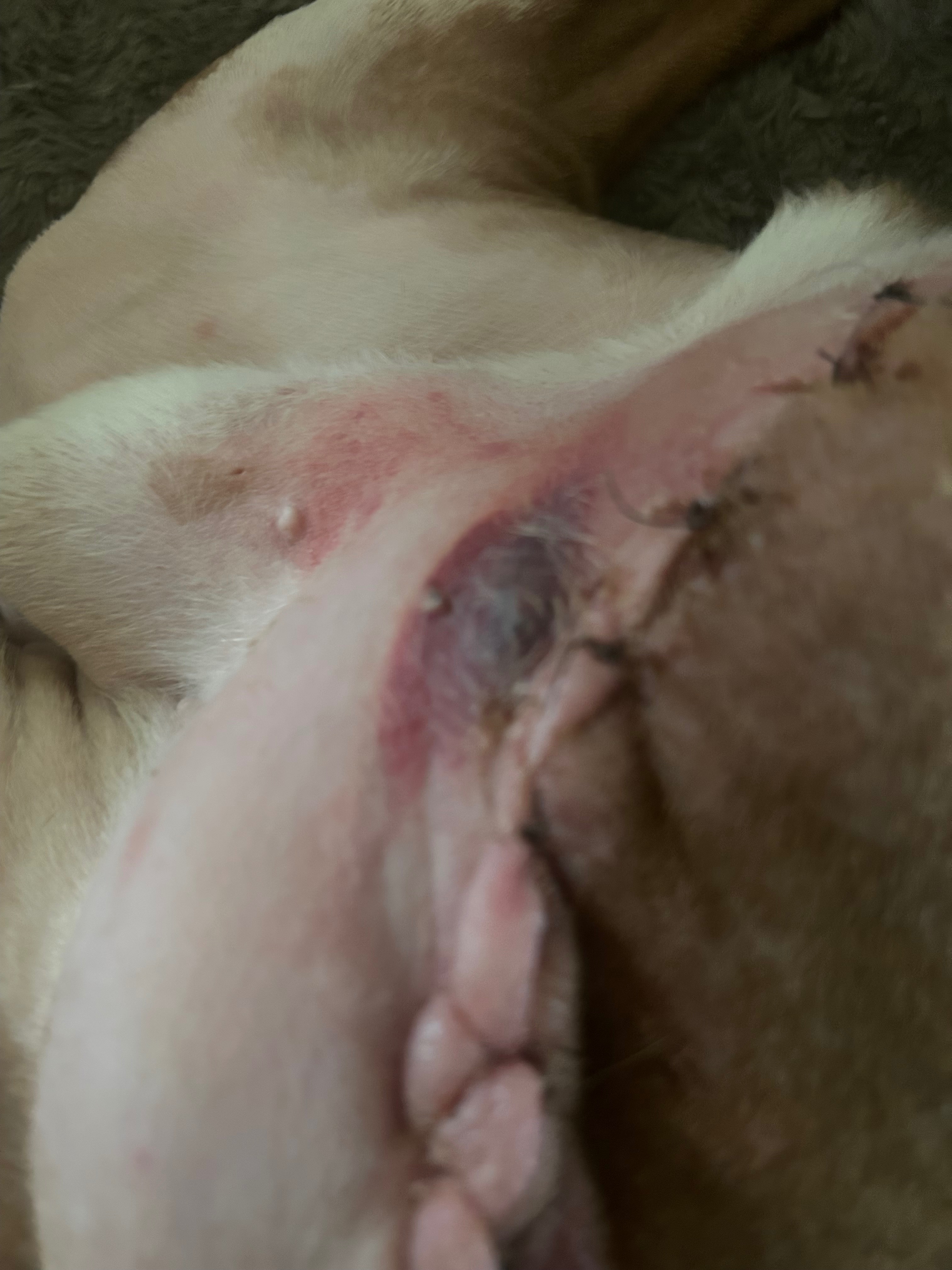 Help Wendy Fuller Cover Tartan's Emergency Vet Bills campaign photo, 6 of 8