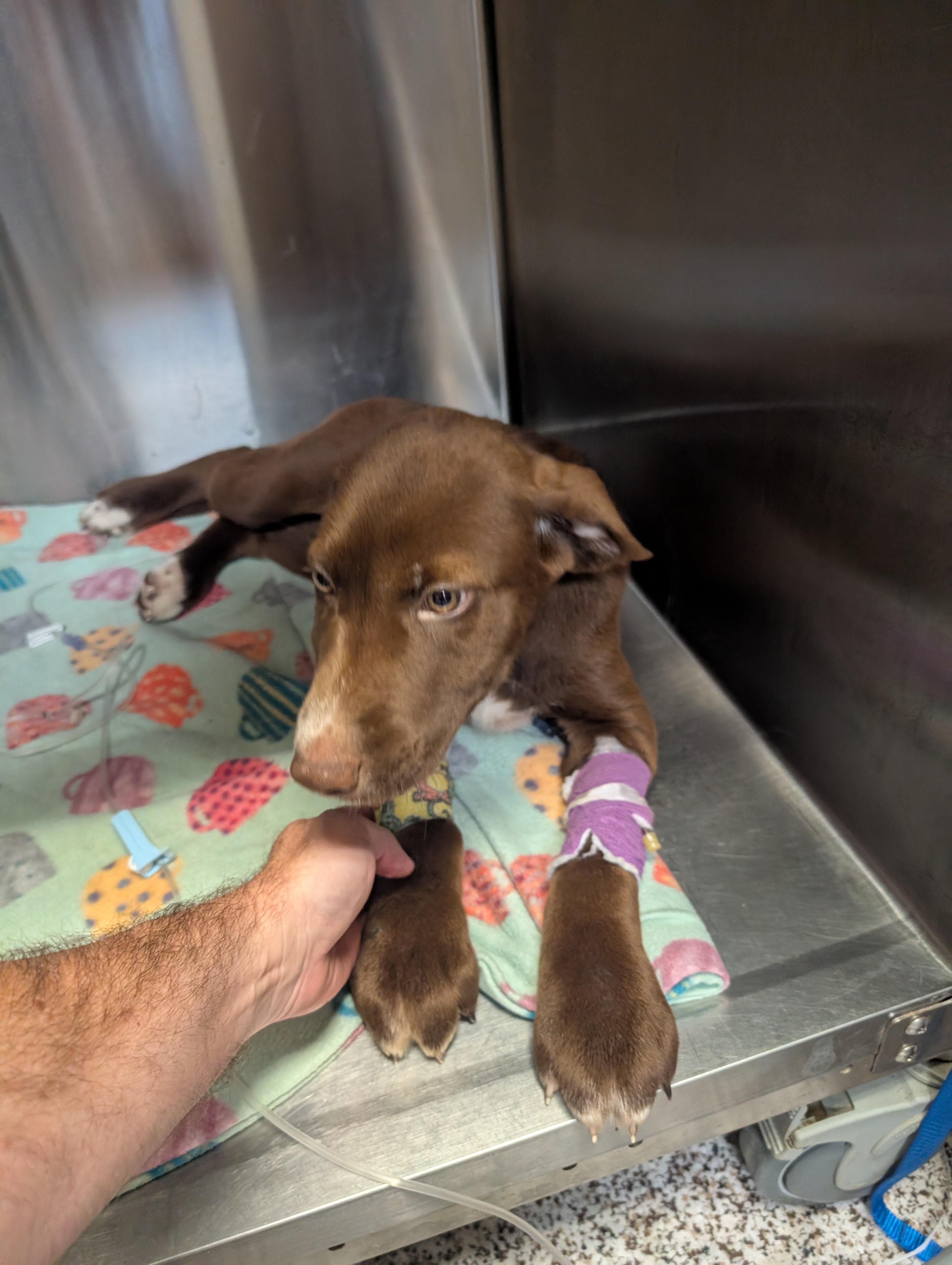 Help Twix with Surgery cost.  Please! campaign photo, 2 of 8