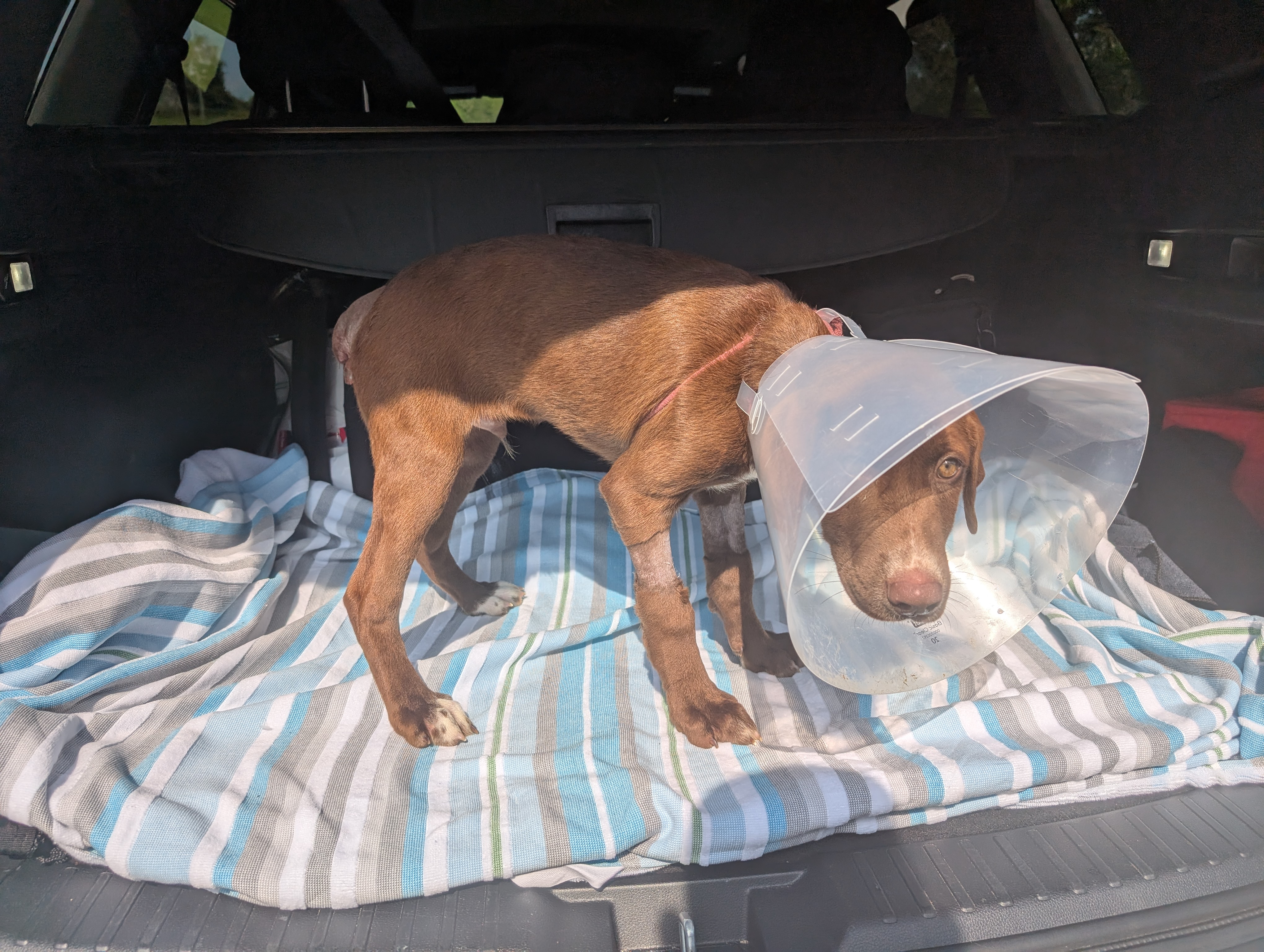 Help Twix with Surgery cost.  Please! campaign photo, 4 of 8