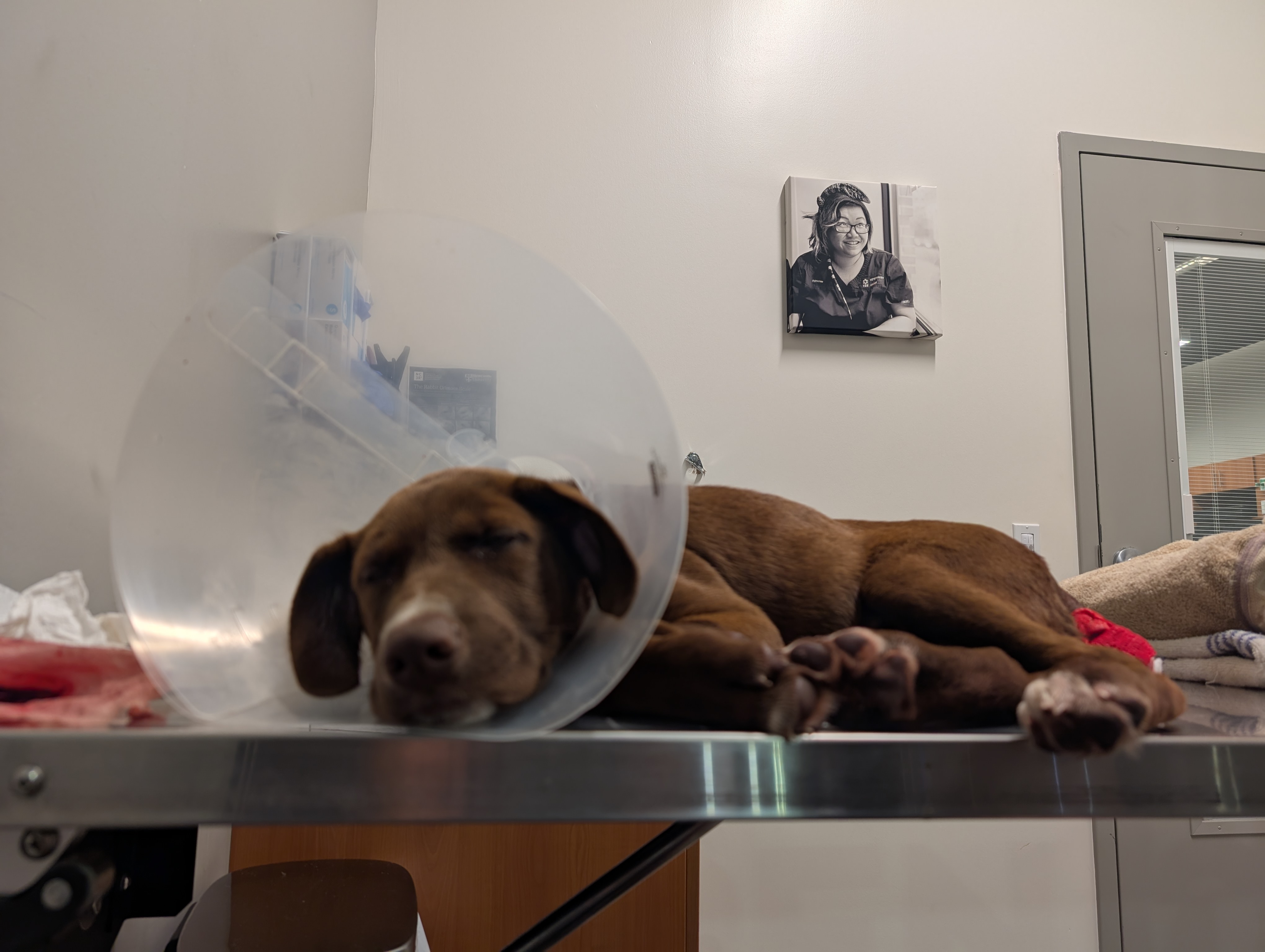Help Twix with Surgery cost.  Please! campaign photo, 6 of 8