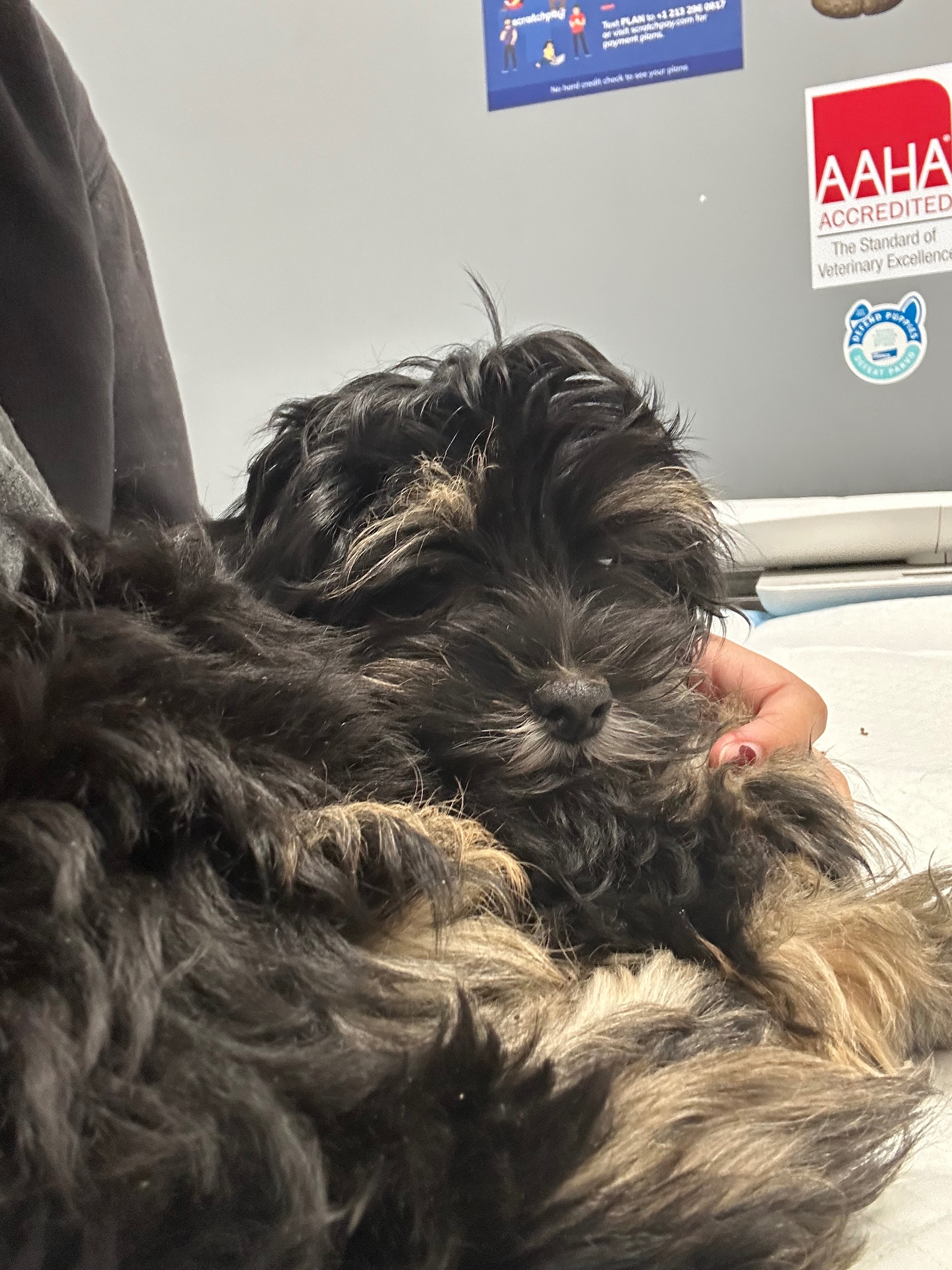 Benji's Fight Against Parvo: Your Help Matters campaign photo, 7 of 8