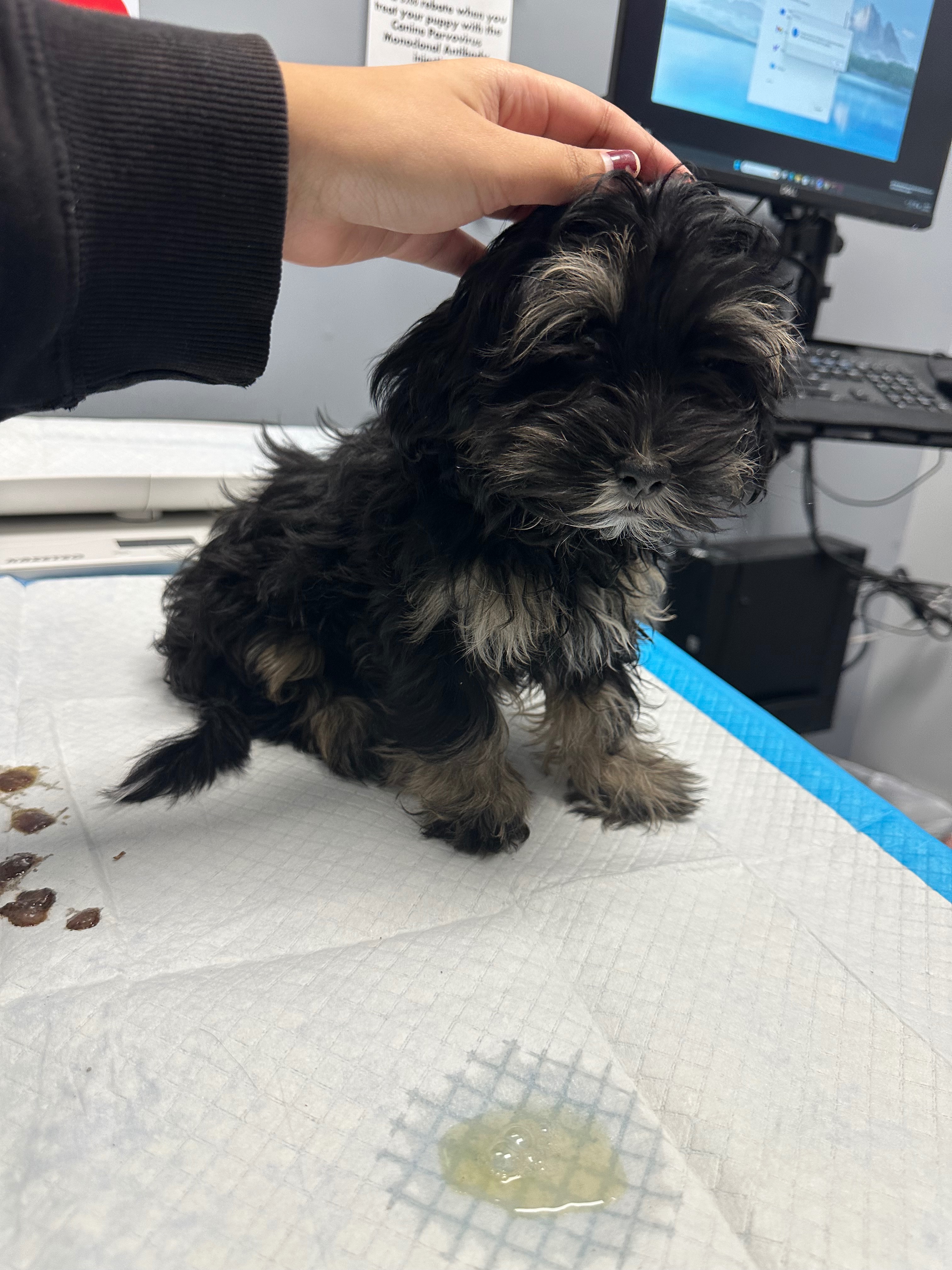Benji's Fight Against Parvo: Your Help Matters campaign photo, 2 of 8