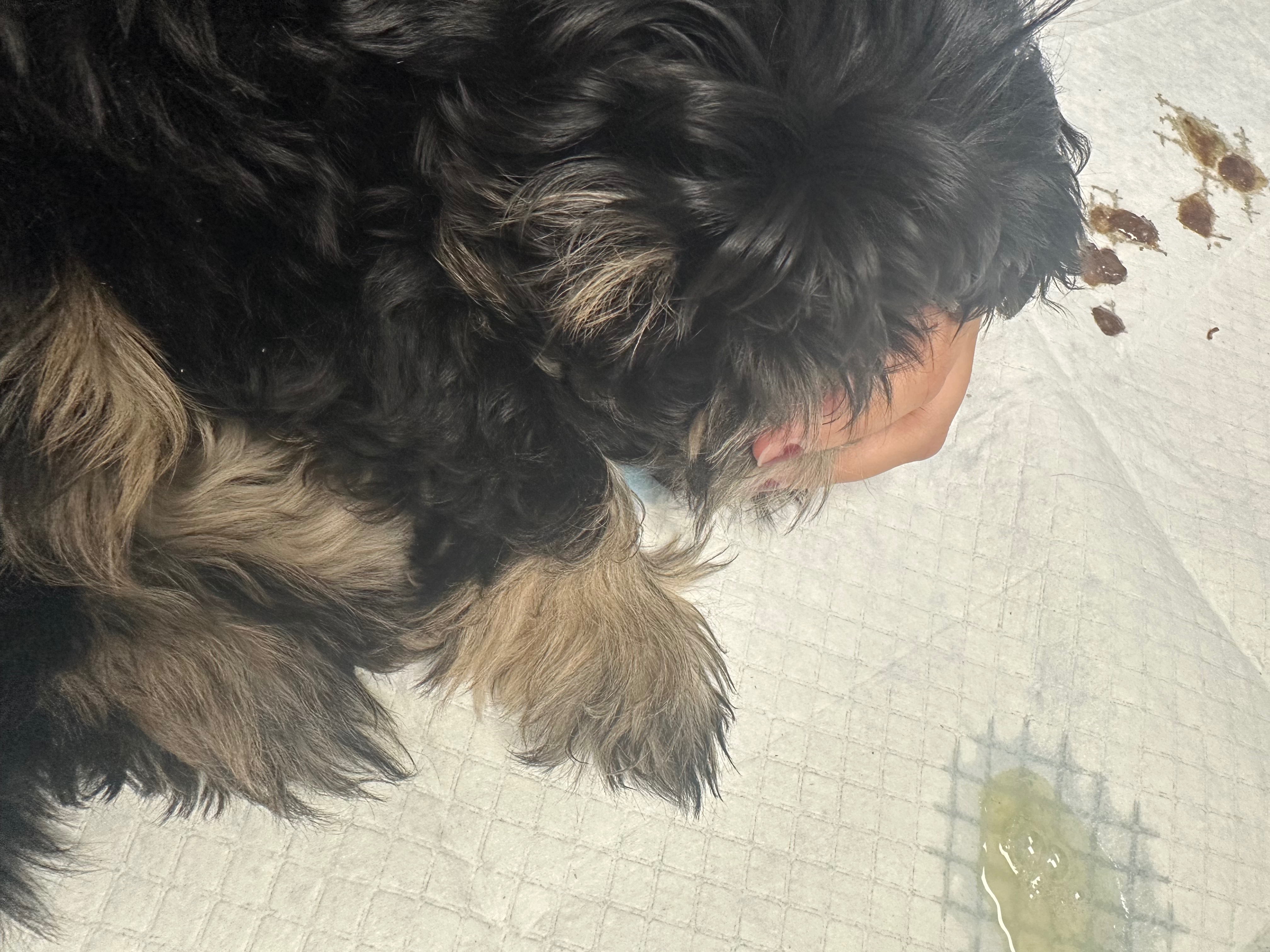 Benji's Fight Against Parvo: Your Help Matters campaign photo, 5 of 8