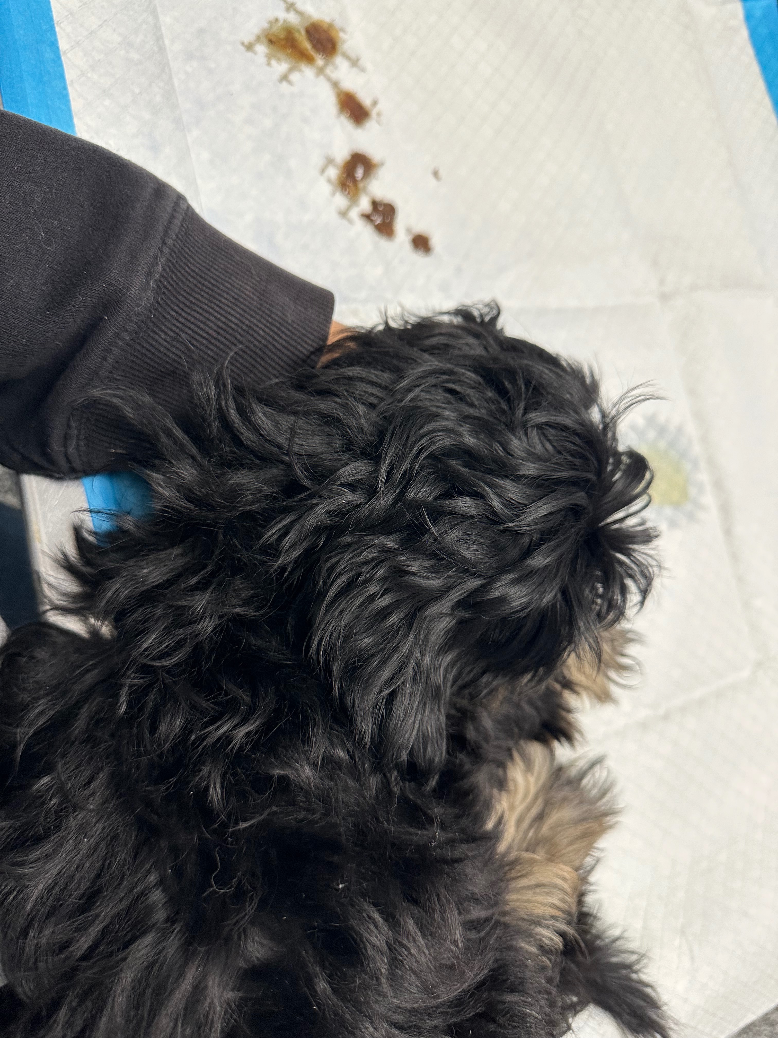 Benji's Fight Against Parvo: Your Help Matters campaign photo, 4 of 8