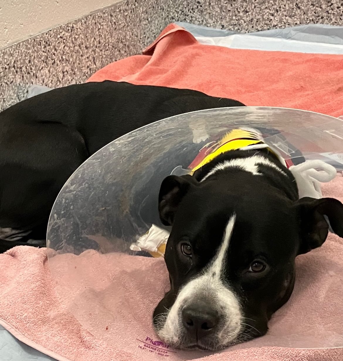 Help Panda heal and recover after major surgery❤️ campaign photo, 6 of 7