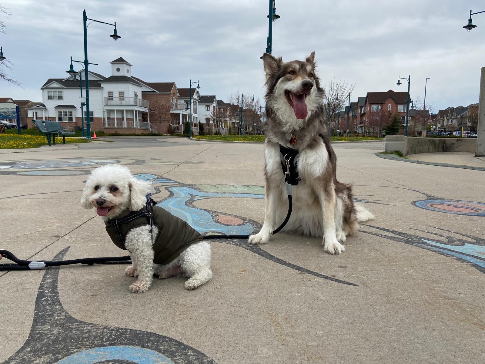 Smokie’s Will to Live is Strong - Let’s Give Him the Chance campaign photo, 2 of 8