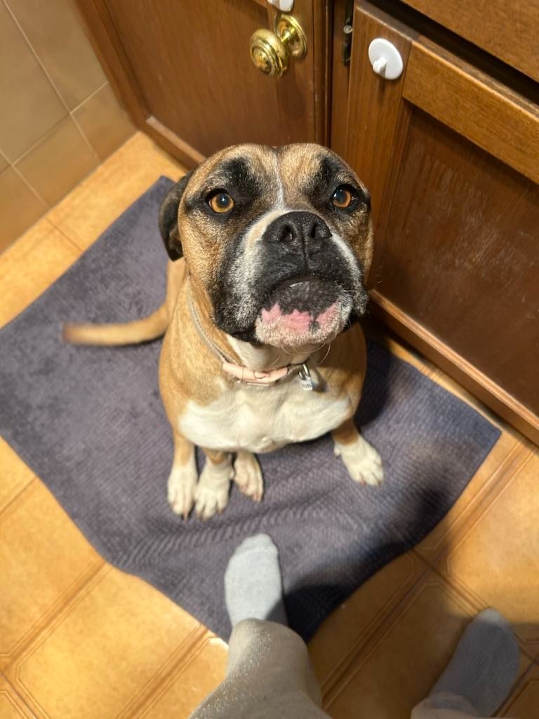 Help Ruby get the surgery she needs for a happier life campaign photo, 2 of 8