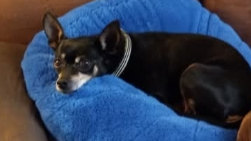 Peanut Needs Your Help for Critical Surgery photo