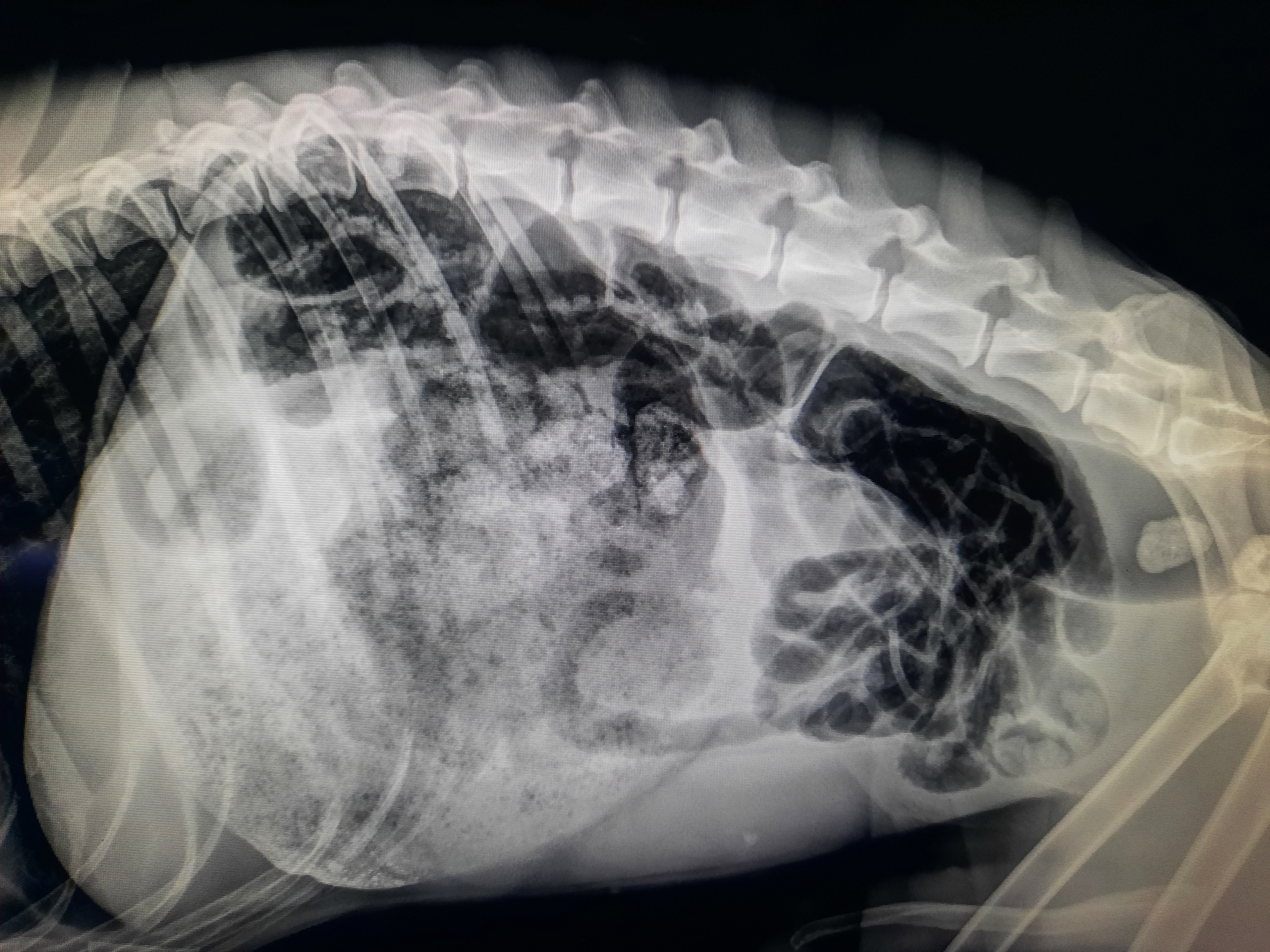 Gannon's Emergency GDV Operation (Twisted stomach) campaign photo, 2 of 8