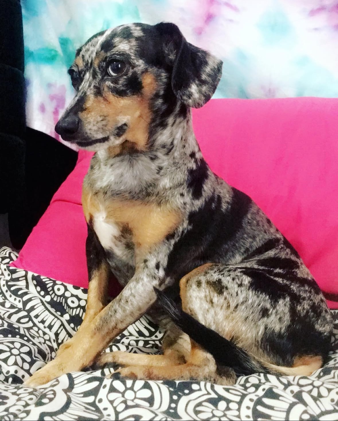 Support Sweet Chanel's Emergency Vet Care campaign photo, 7 of 8