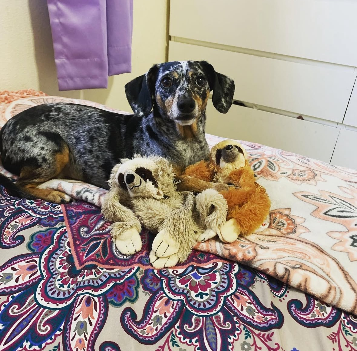 Support Sweet Chanel's Emergency Vet Care campaign photo, 2 of 8