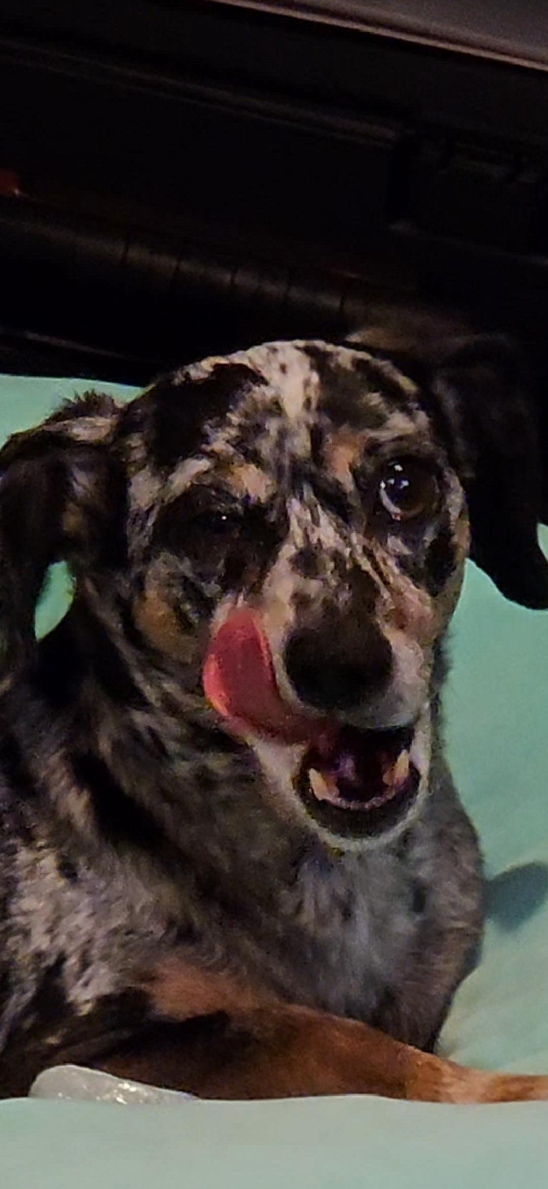 Support Sweet Chanel's Emergency Vet Care campaign photo, 5 of 8